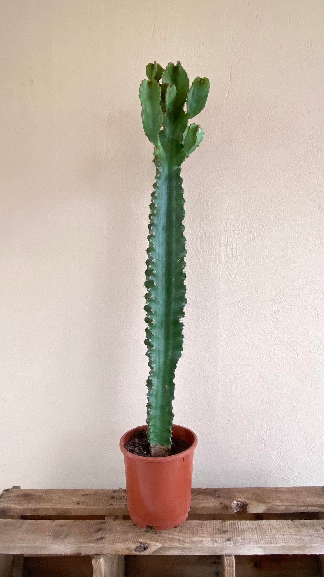 Euphorbia Eritrea Dev Kaktüs 