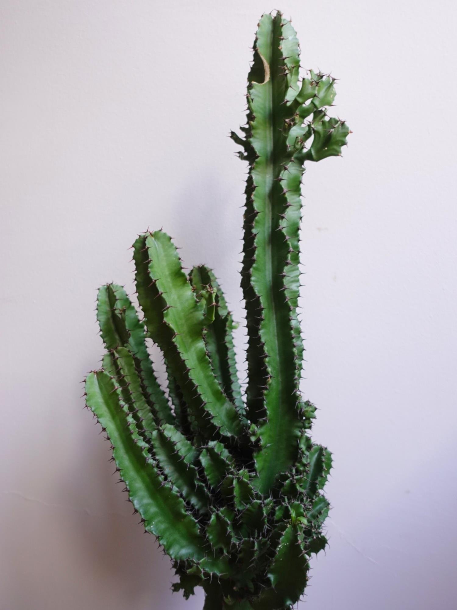 Euphorbia İngens Eritrea Kaktüs Bol Yavrulu 1 Metre