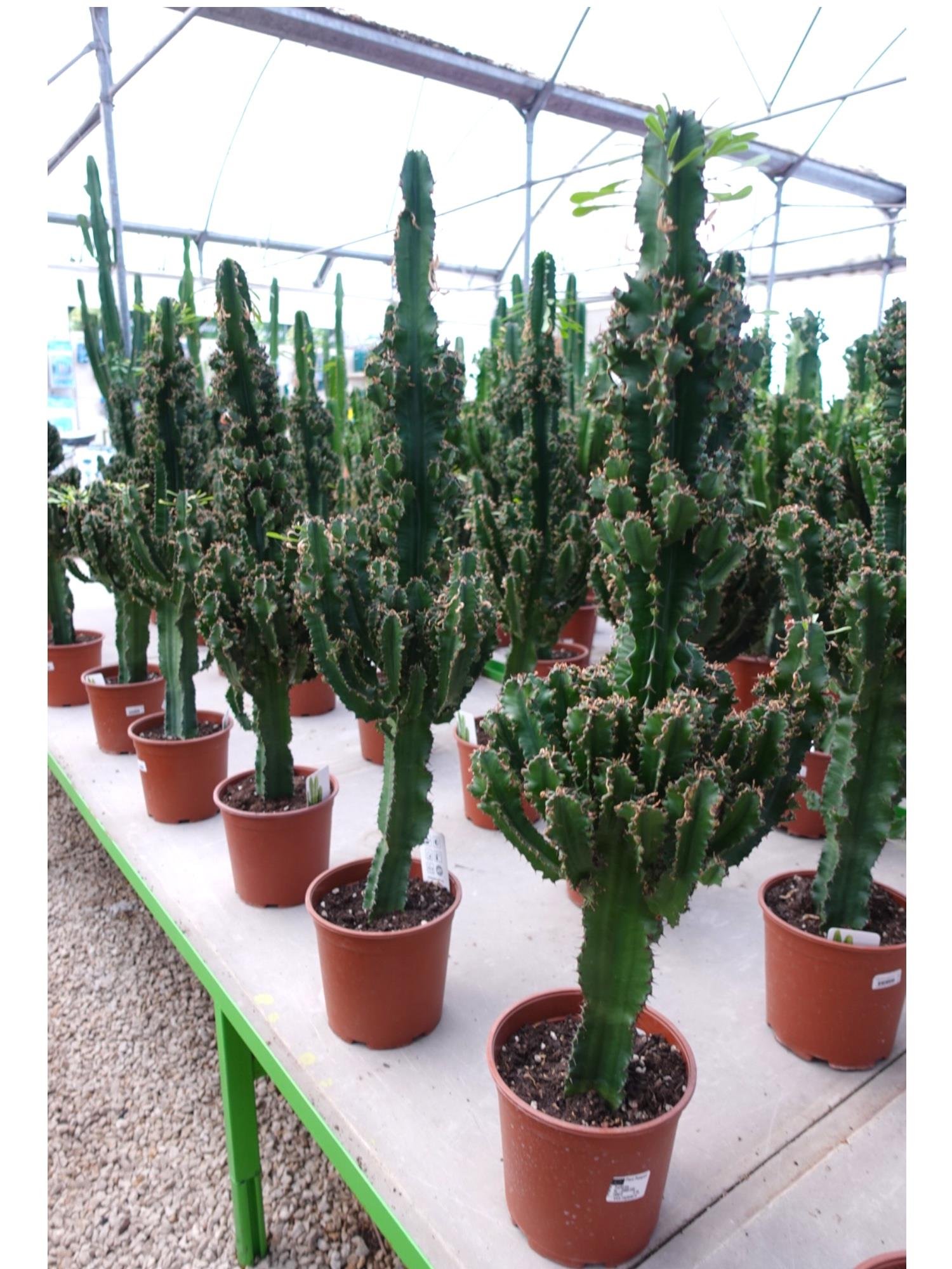 Euphorbia İngens Eritrea Kaktüs Bol Yavrulu 