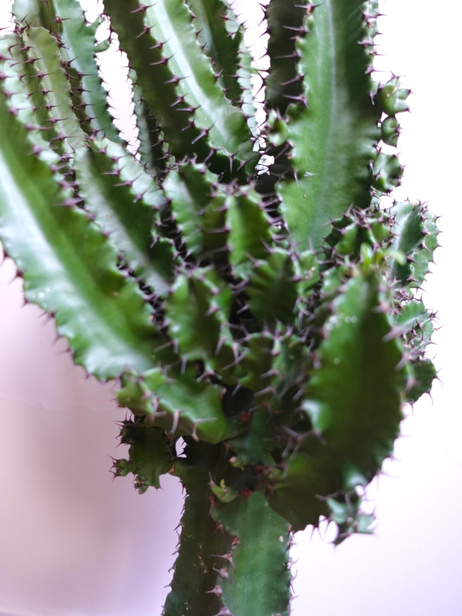 Euphorbia İngens Eritrea Kaktüs Bol Yavrulu 1 Metre