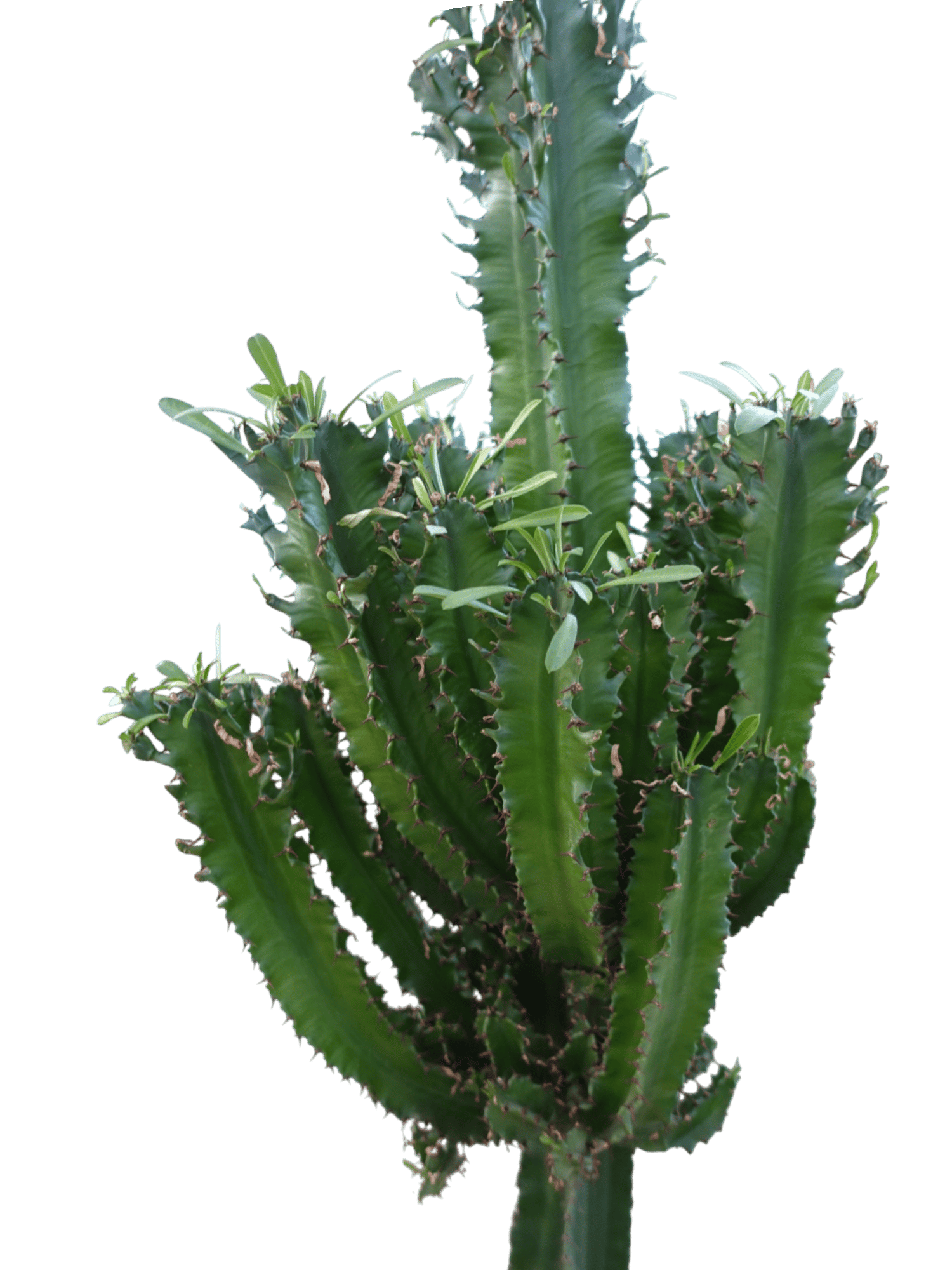 Euphorbia İngens Eritrea Kaktüs Bol Yavrulu 