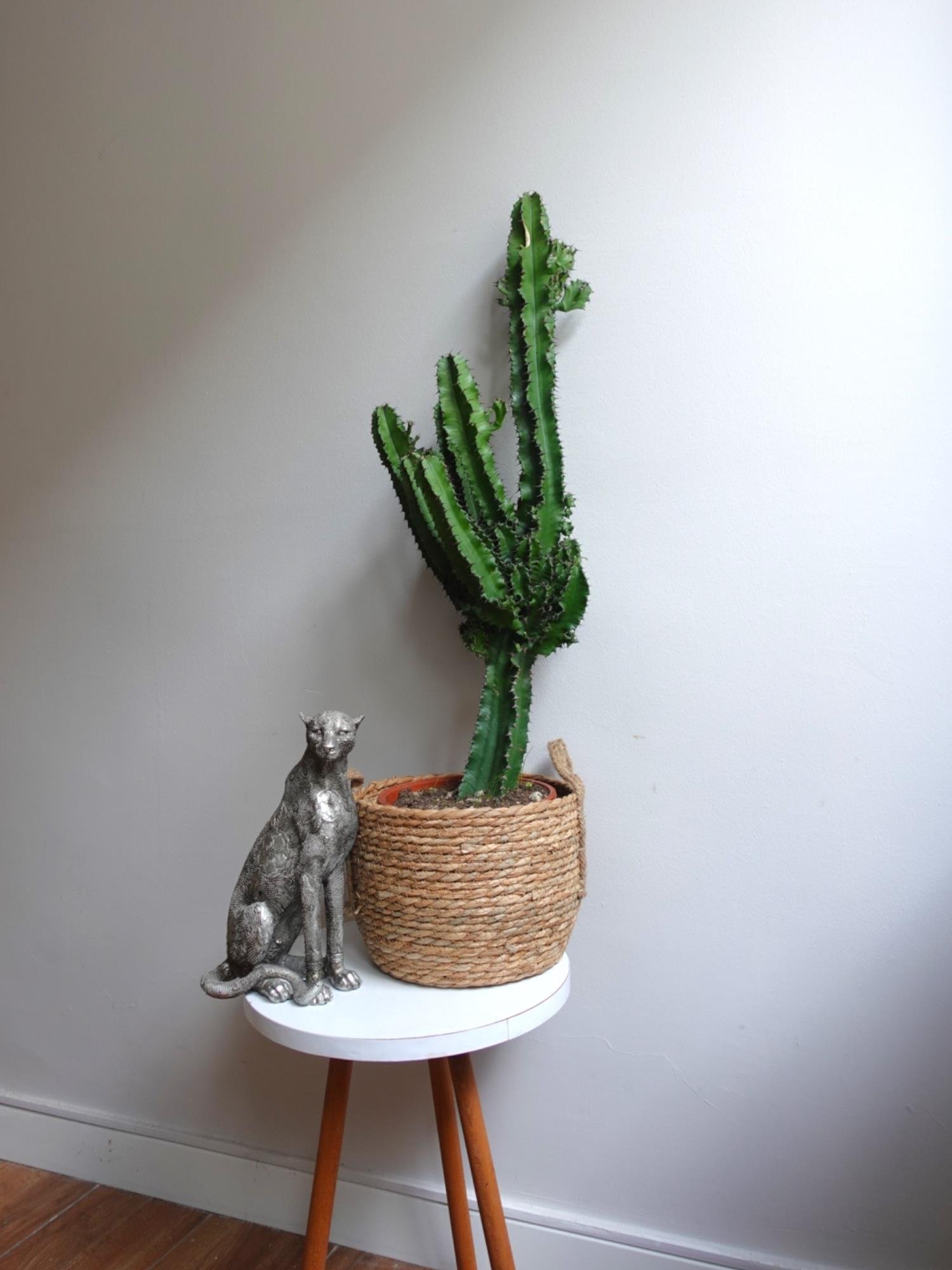 Euphorbia İngens Eritrea Kaktüs Bol Yavrulu 1 Metre