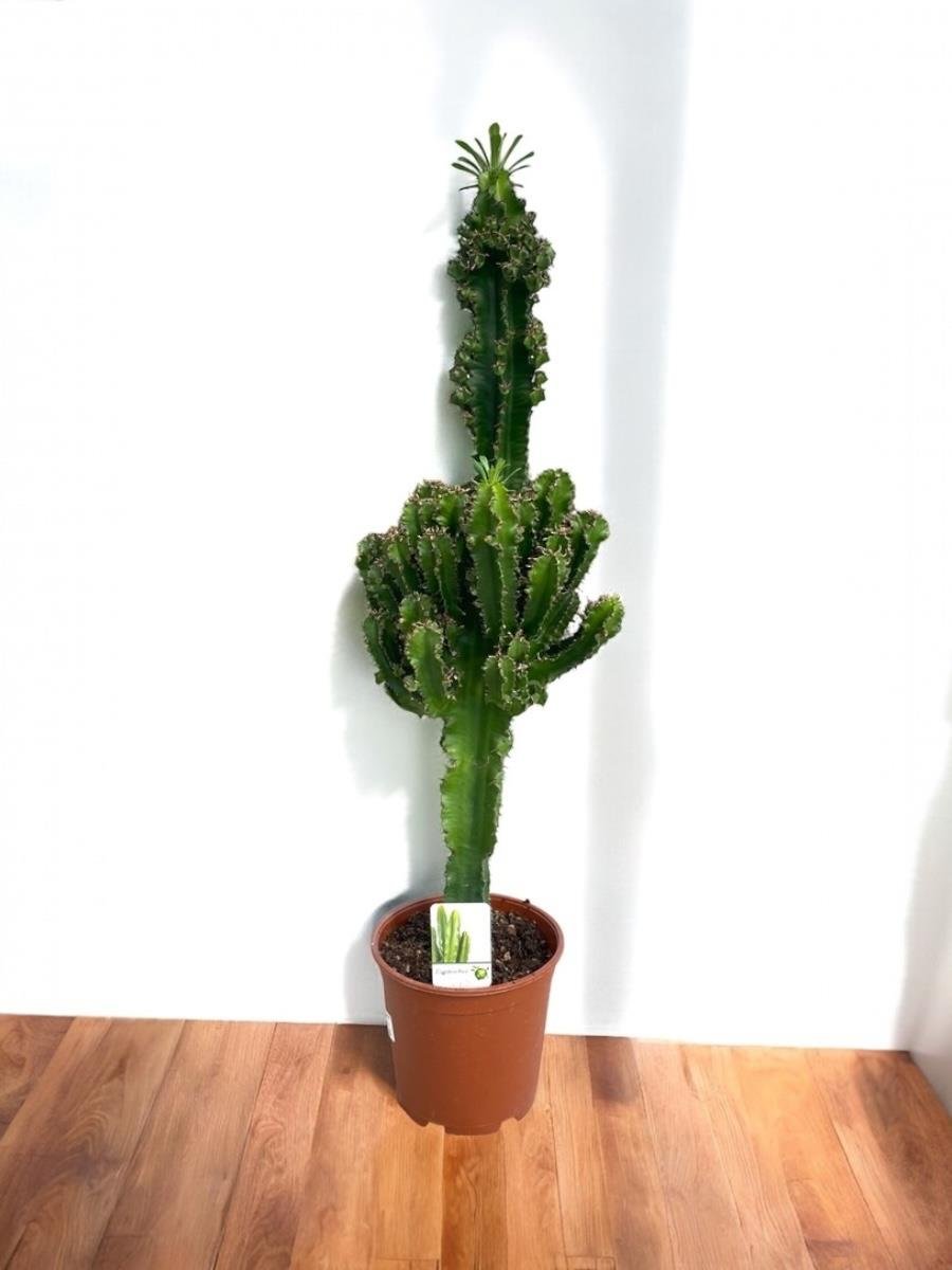 Euphorbia İngens Kaktüs Bol Yavrulu 