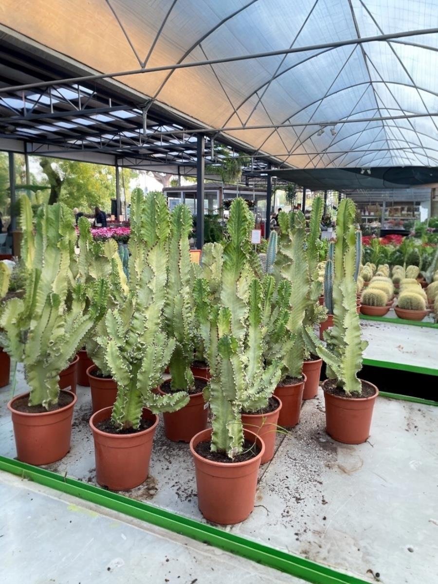 Euphorbia İngens Marmorata Dev Kaktüs 