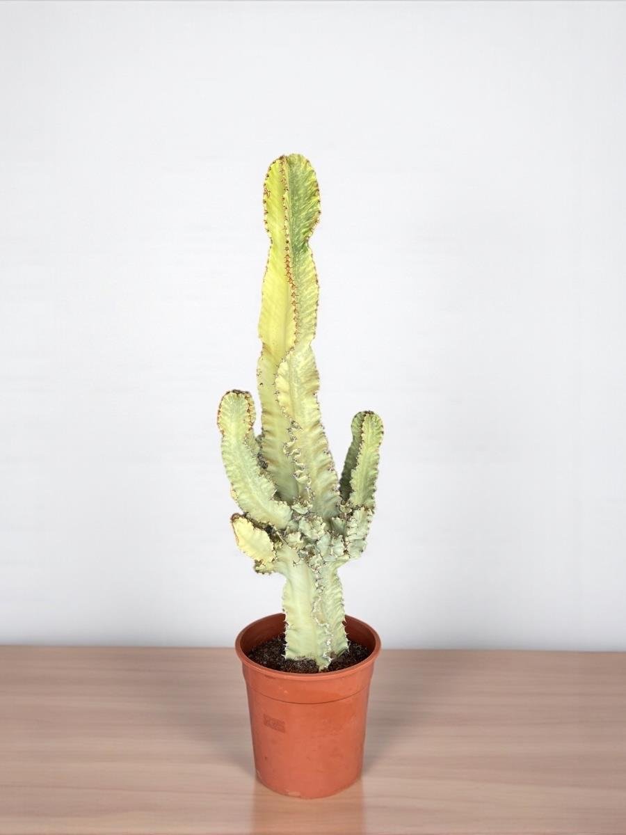 Euphorbia İngens Marmorata Dev Kaktüs 