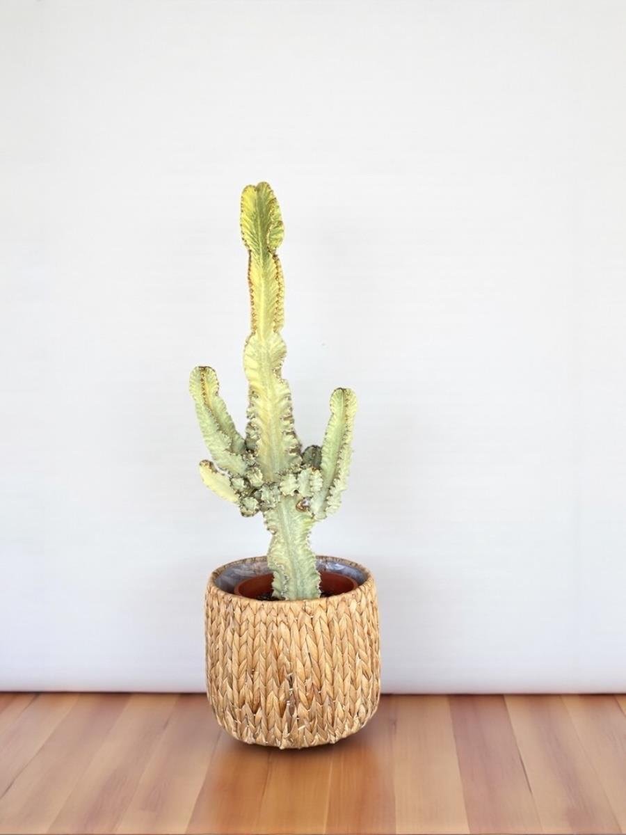 Euphorbia İngens Marmorata Dev Kaktüs 