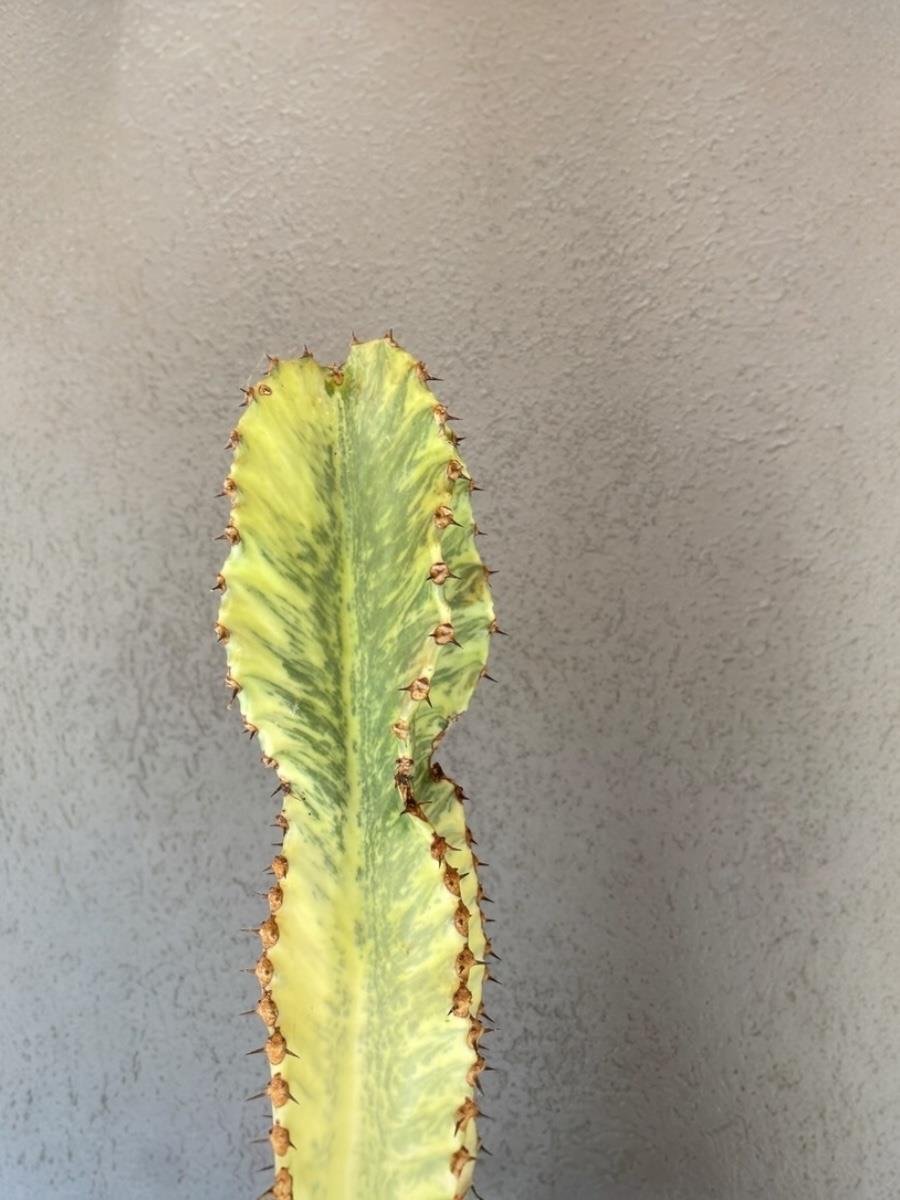 Euphorbia İngens Marmorata Dev Kaktüs 