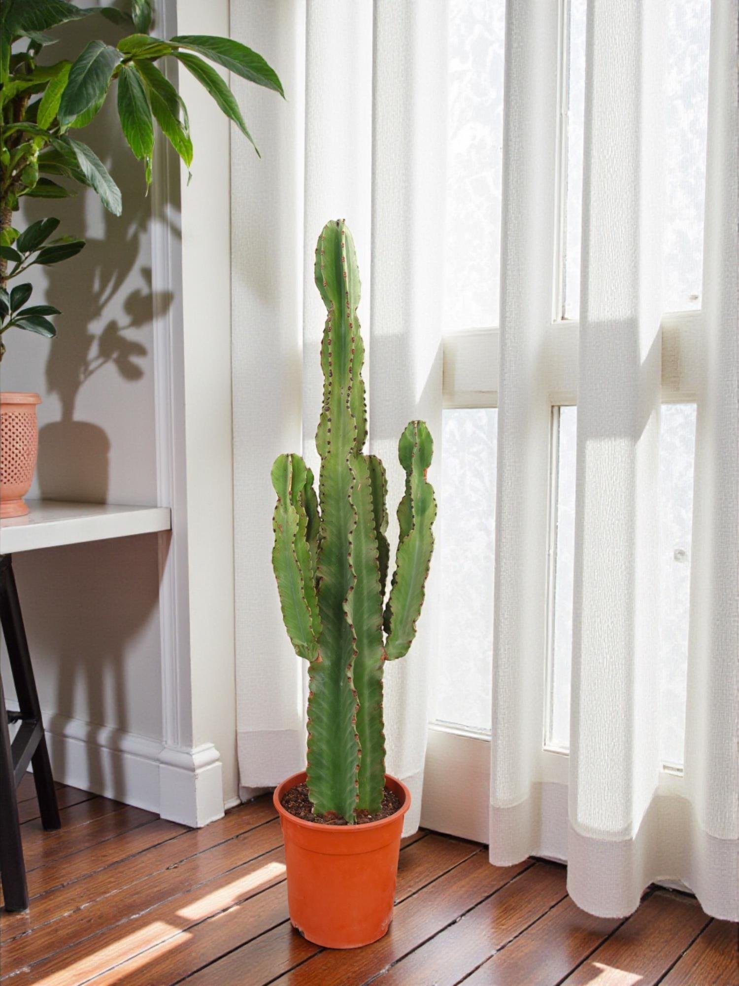 Euphorbia İngens Şamdan Ağacı Dev Kaktüs 