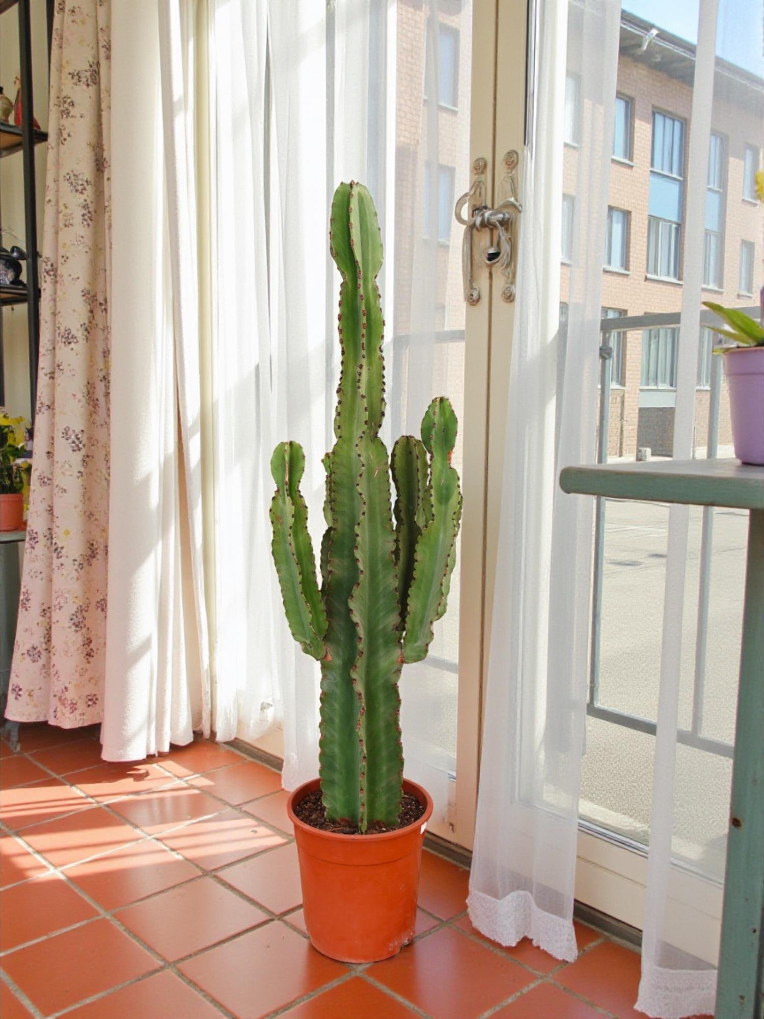 Euphorbia İngens Şamdan Ağacı Dev Kaktüs 