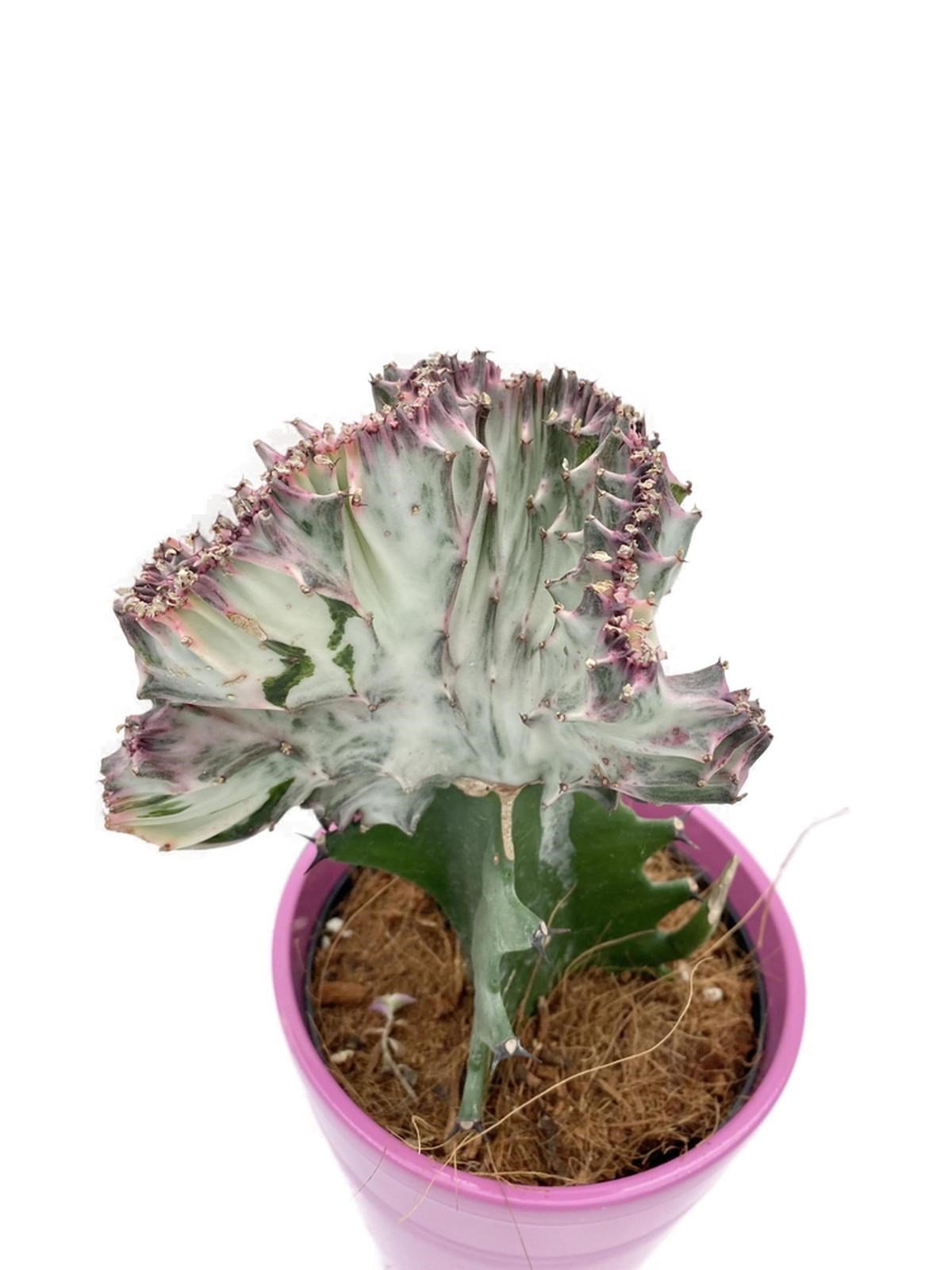 Euphorbia Lactea Cristata Aşılı Kaktüs