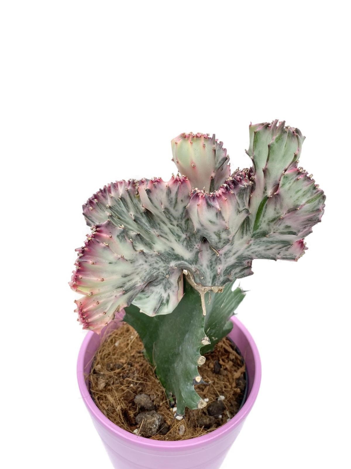 Euphorbia Lactea Cristata Aşılı Kaktüs