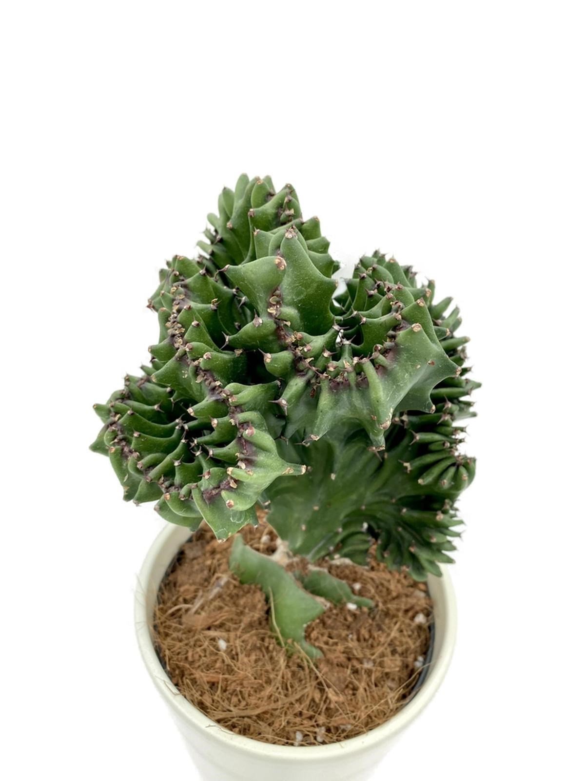 Euphorbia Lactea Cristata Aşılı Kaktüs