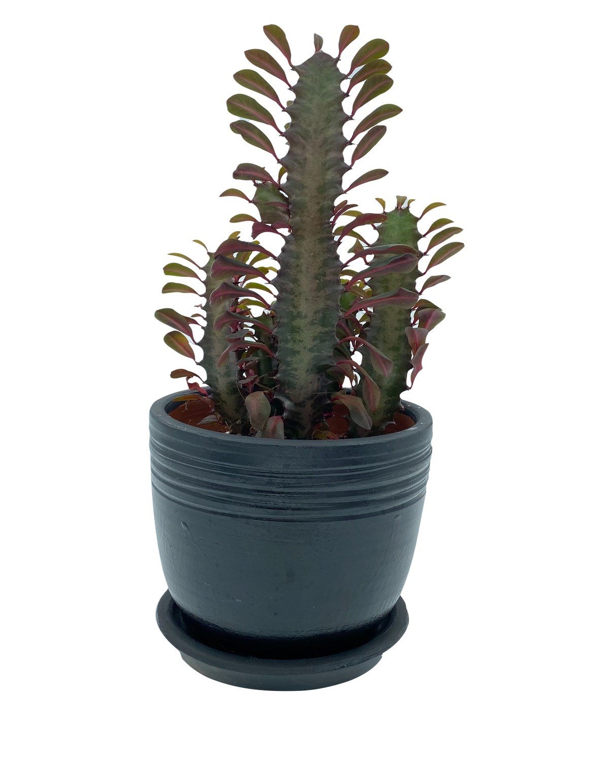 Euphorbia Trigona Rubra 12.5 Cm Saksıda