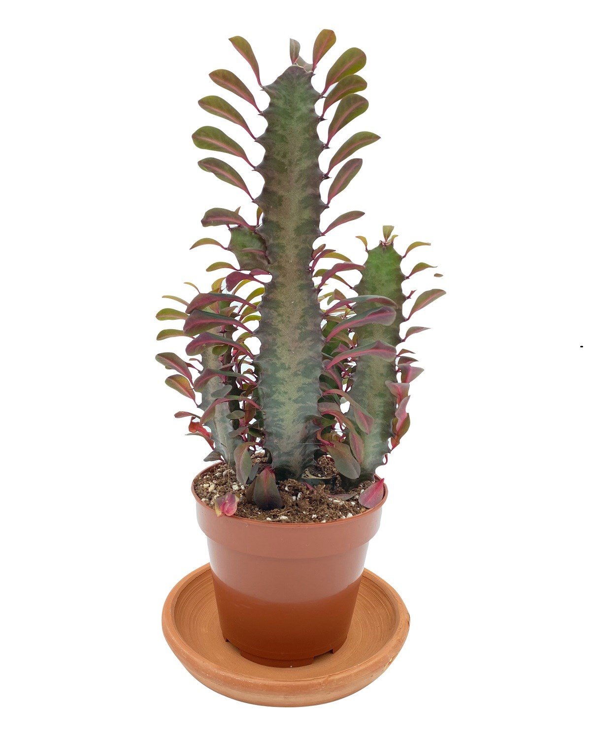 Euphorbia Trigona Rubra 12.5 Cm Saksıda