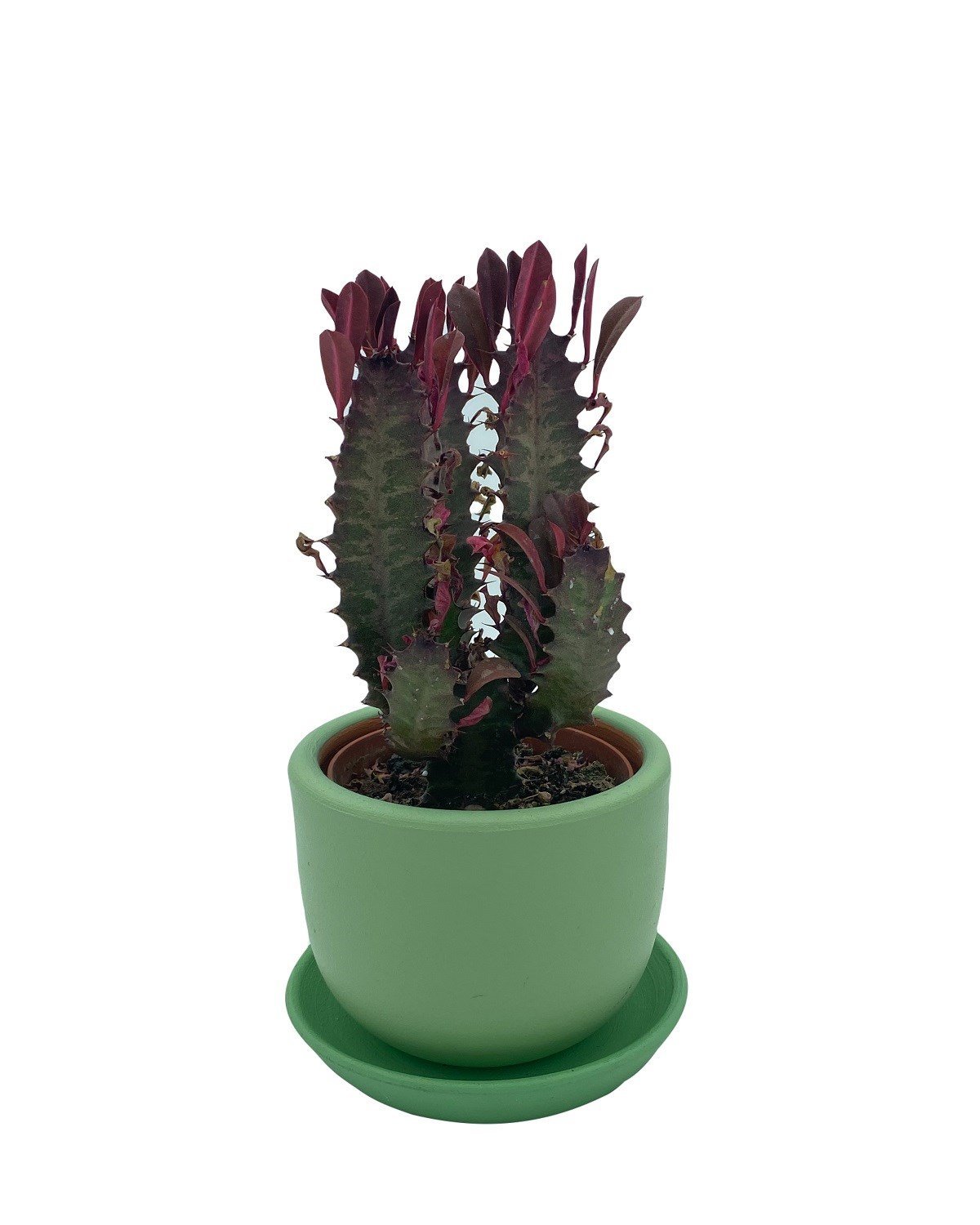 Euphorbia Trigona Rubra 8.5 Cm Saksıda