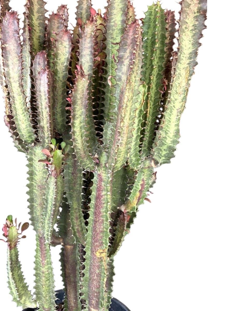 Euphorbia Trigona Rubra XL Süt Ağacı