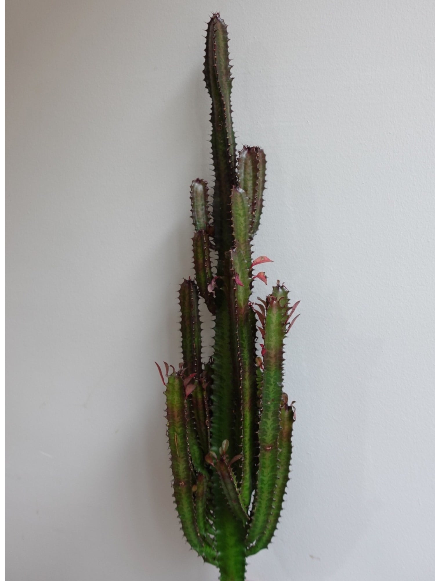 Euphorbia Trigona Rubra XL Süt Ağacı