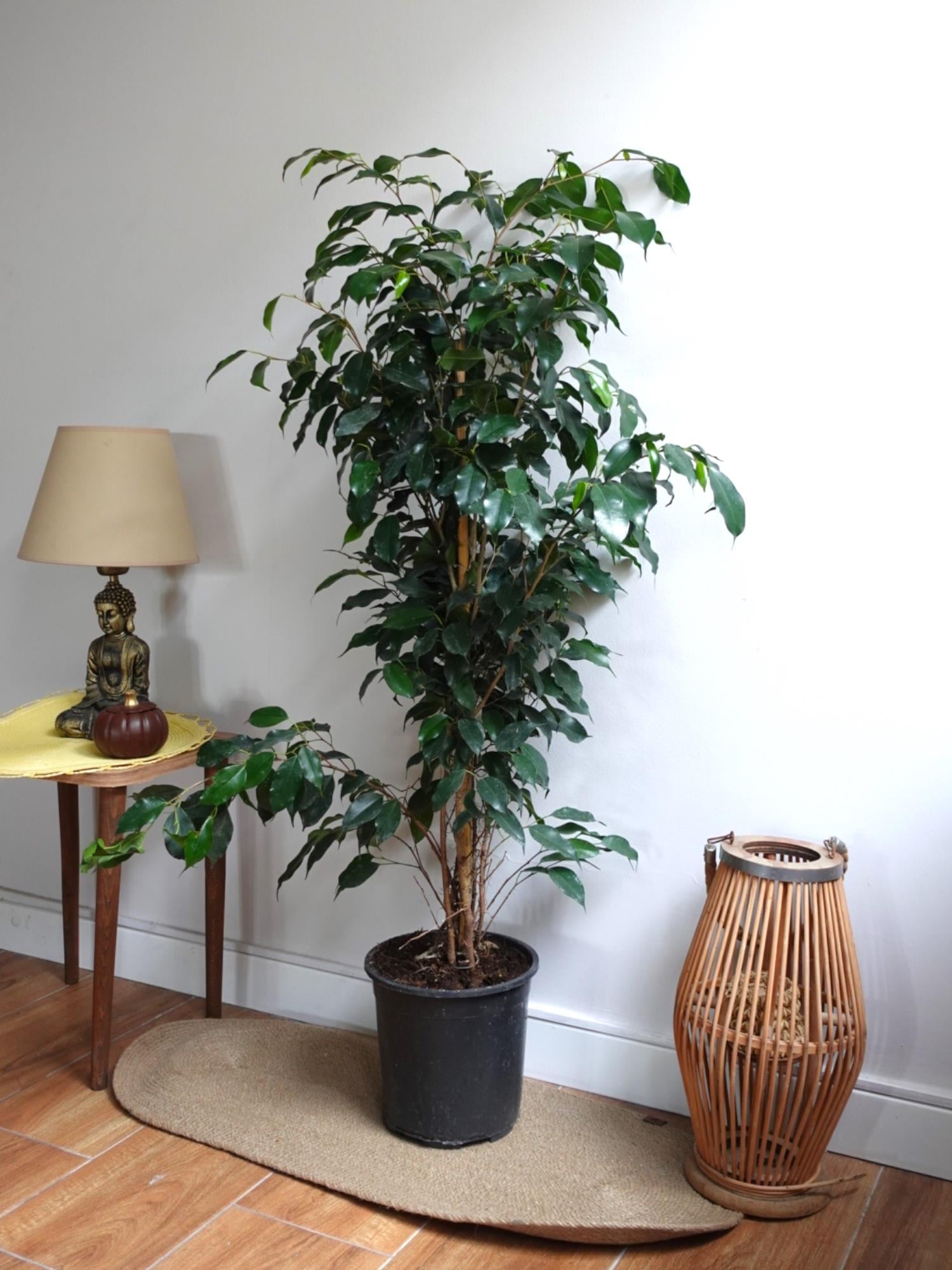 Ficus Benjamin Danielle Bitkisi ( 100 - 120 cm )