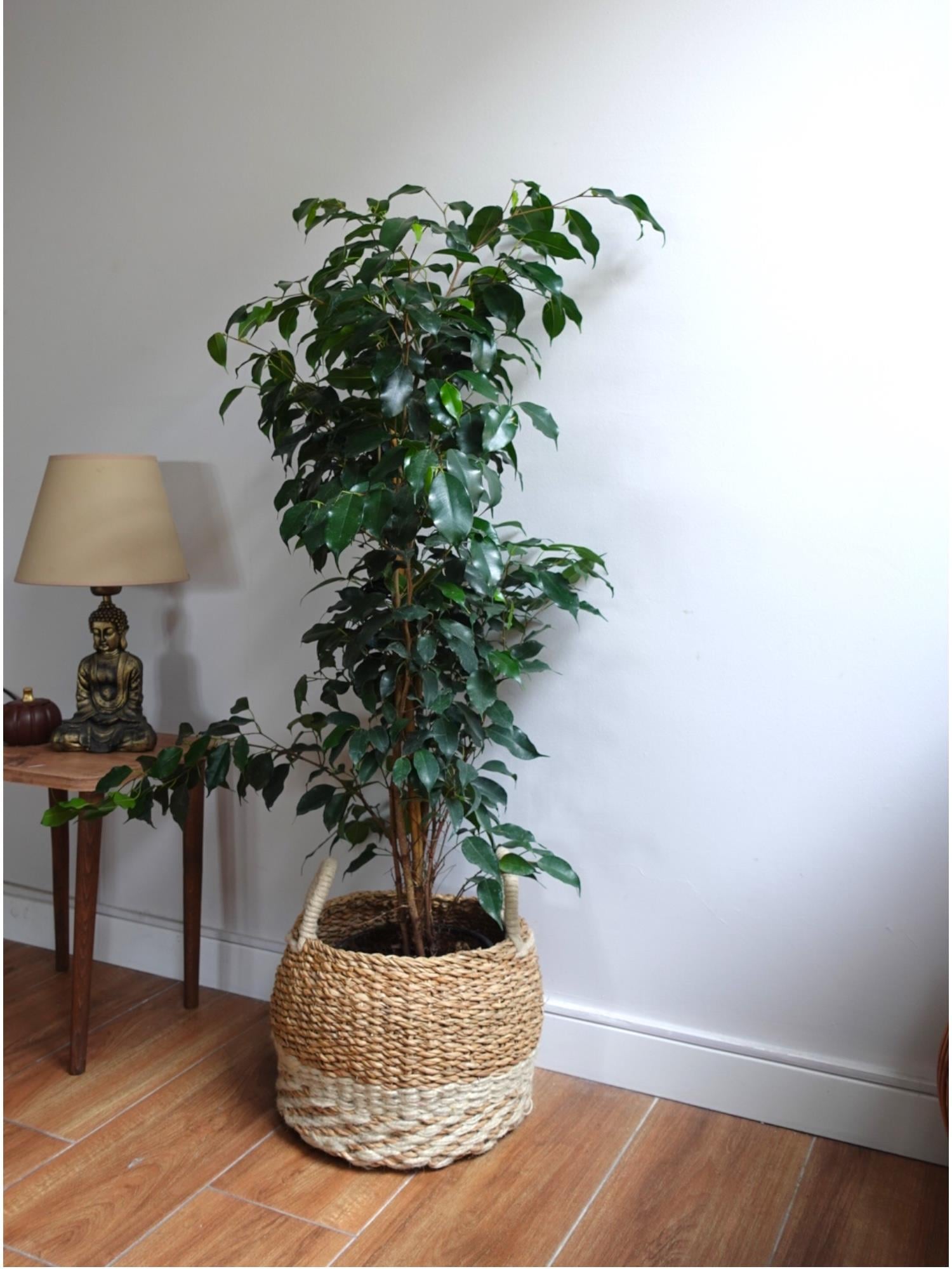 Ficus Benjamin Danielle Bitkisi ( 100 - 120 cm )