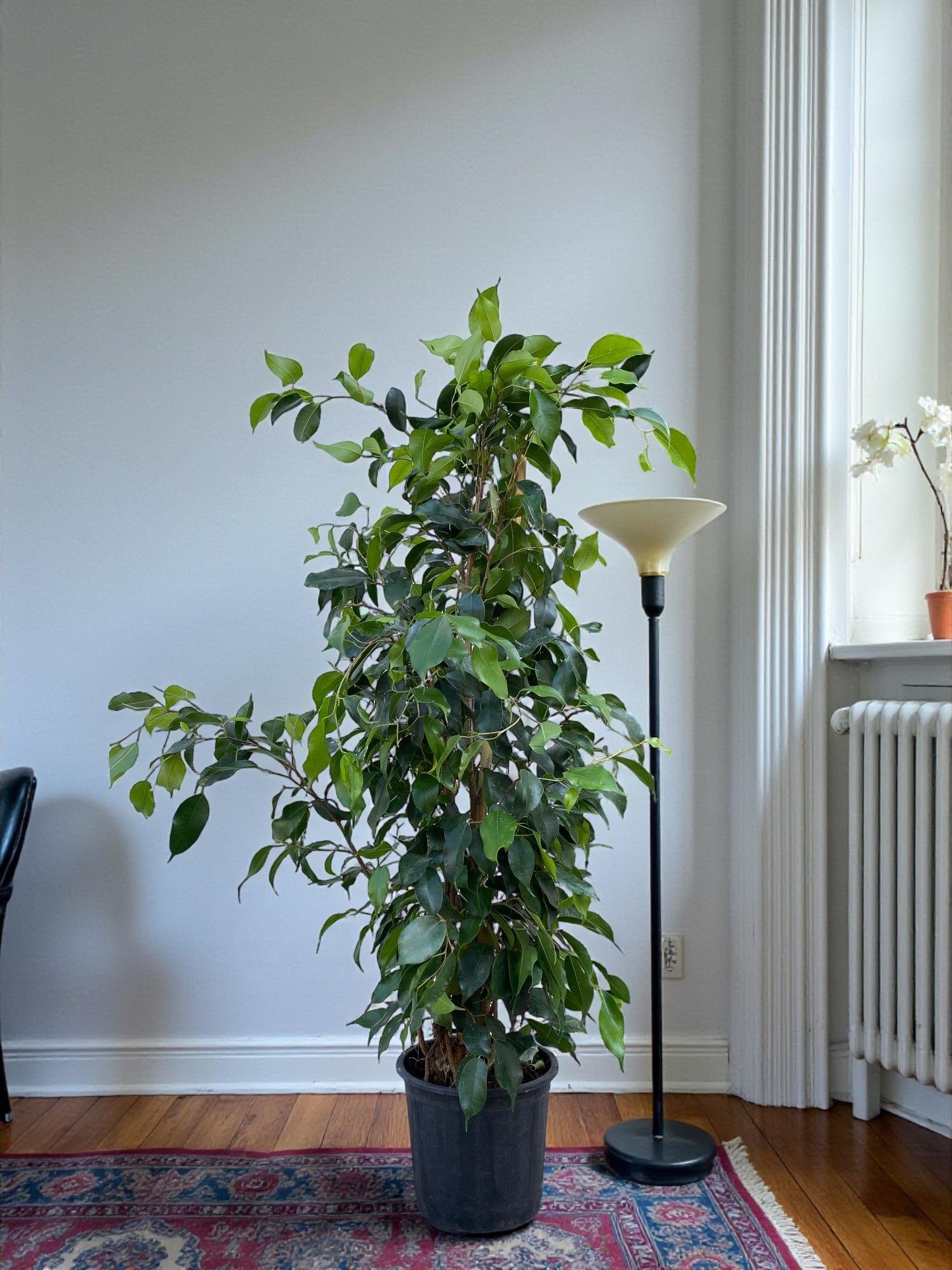Ficus Benjamin Danielle Bitkisi ( 100 - 120 cm )