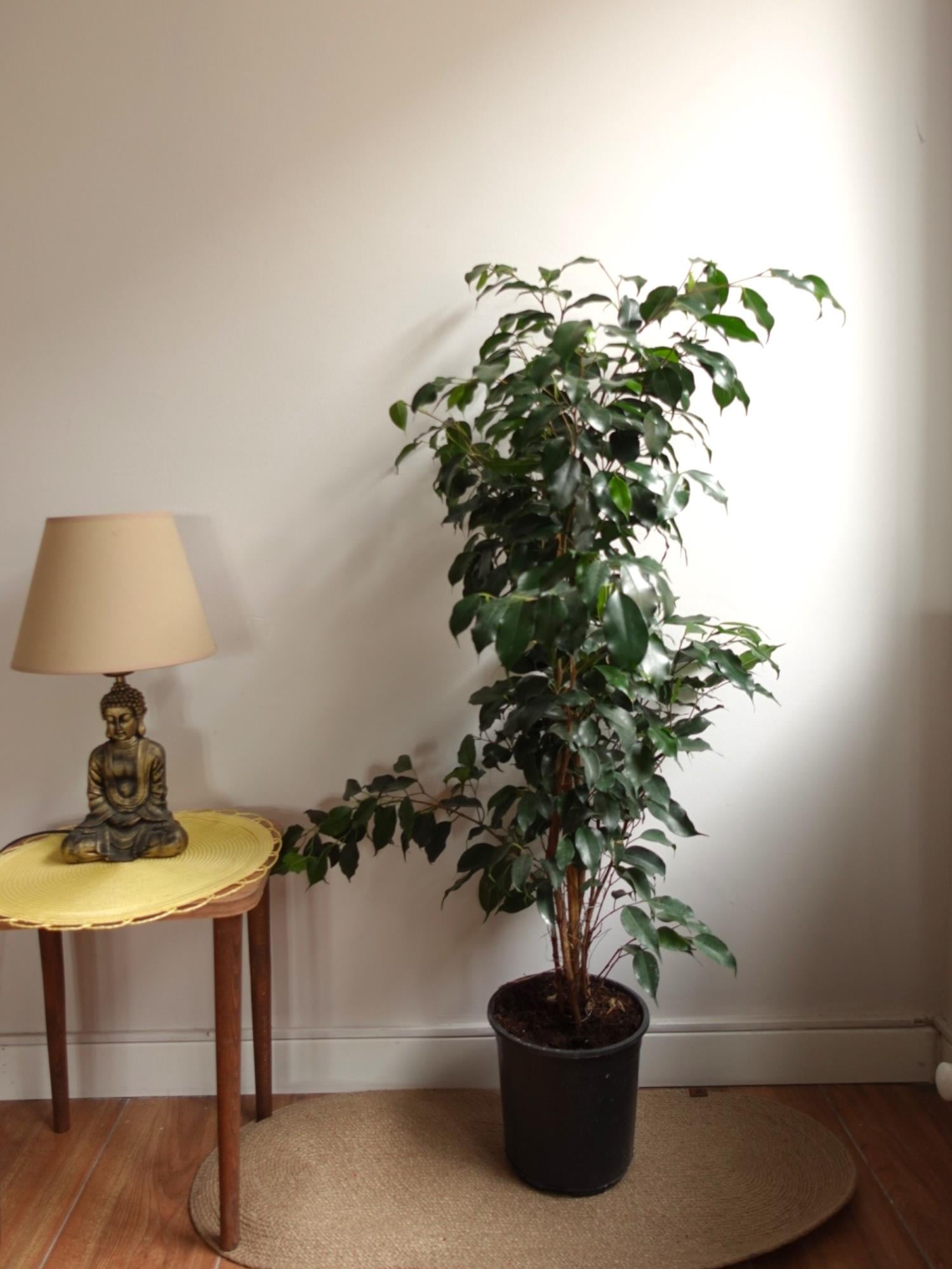 Ficus Benjamin Danielle Bitkisi ( 100 - 120 cm )