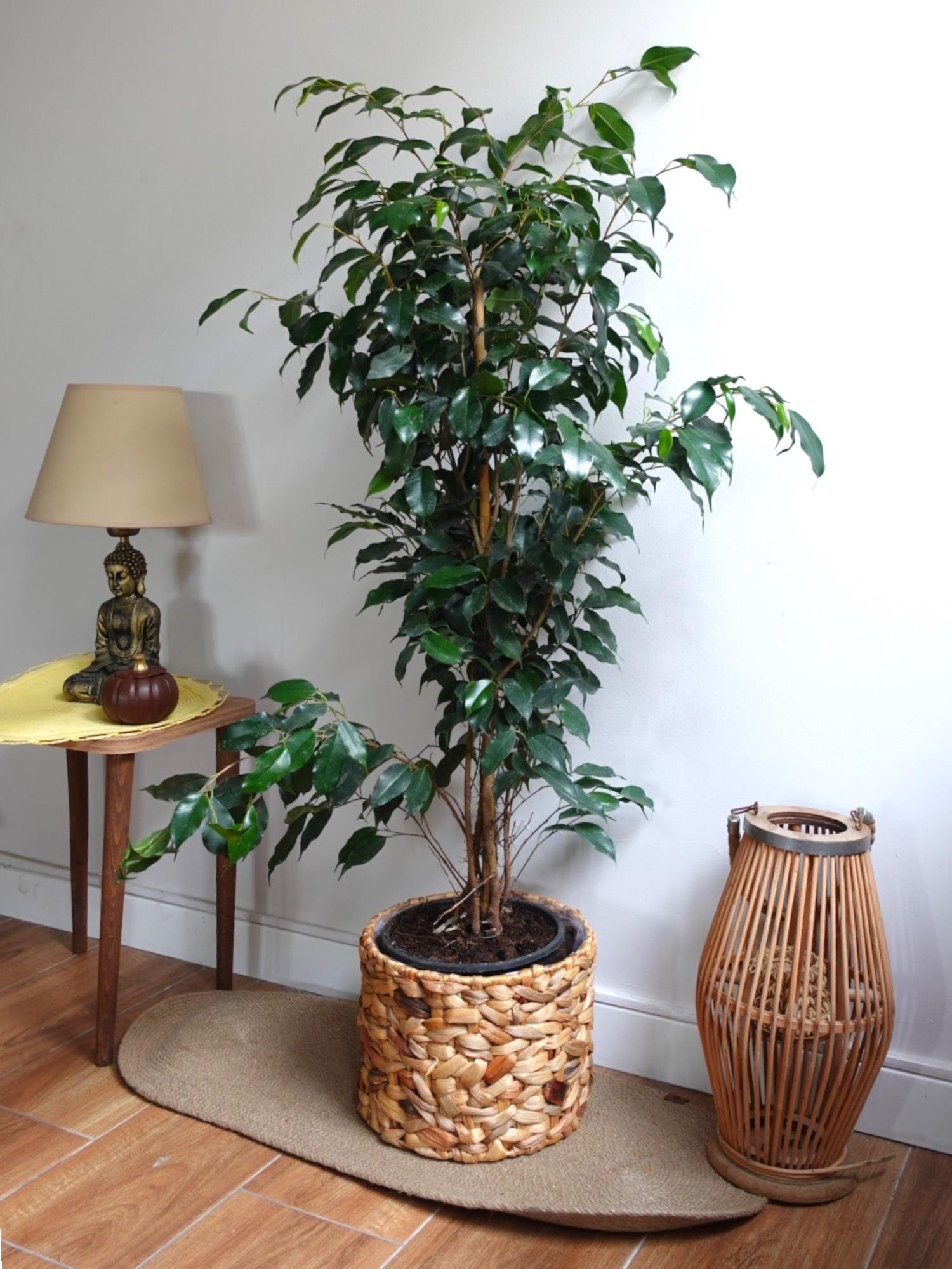 Ficus Benjamin Danielle Bitkisi ( 100 - 120 cm )