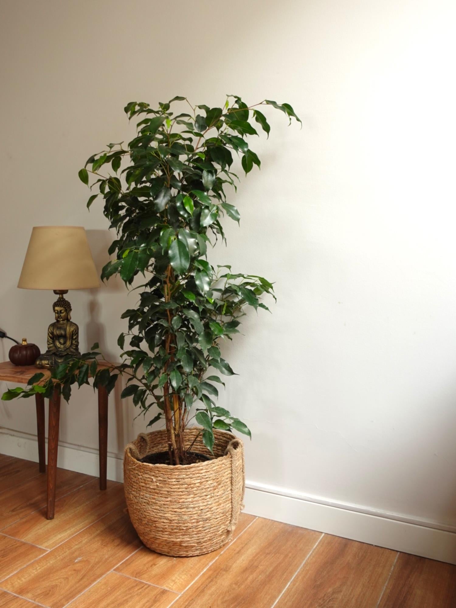 Ficus Benjamin Danielle Bitkisi ( 100 - 120 cm )