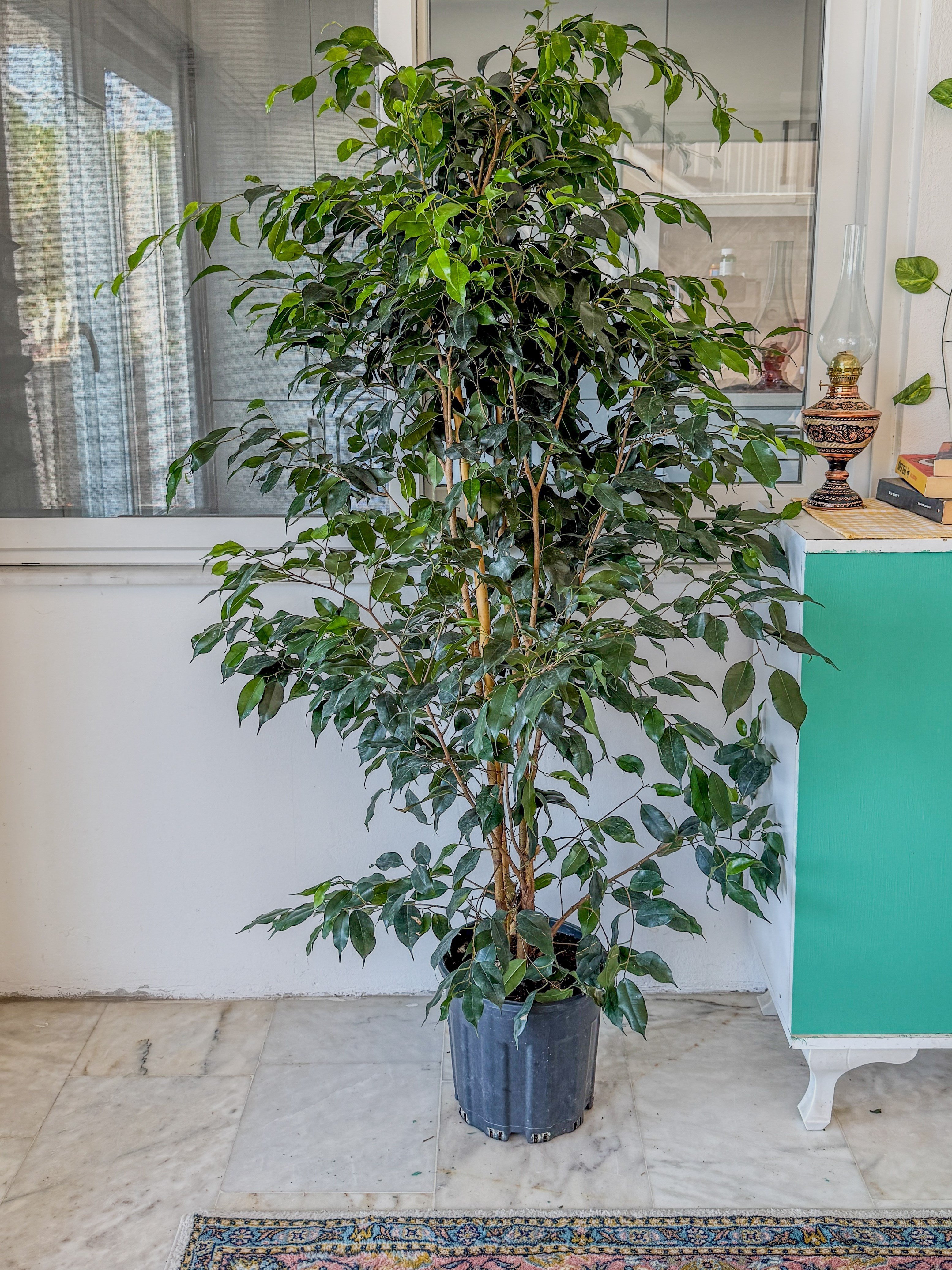 Ficus Benjamina Danielle XL Dev Boy 160-180 cm – Evinizin Asil ve Gösterişli Ağacı 🌳
