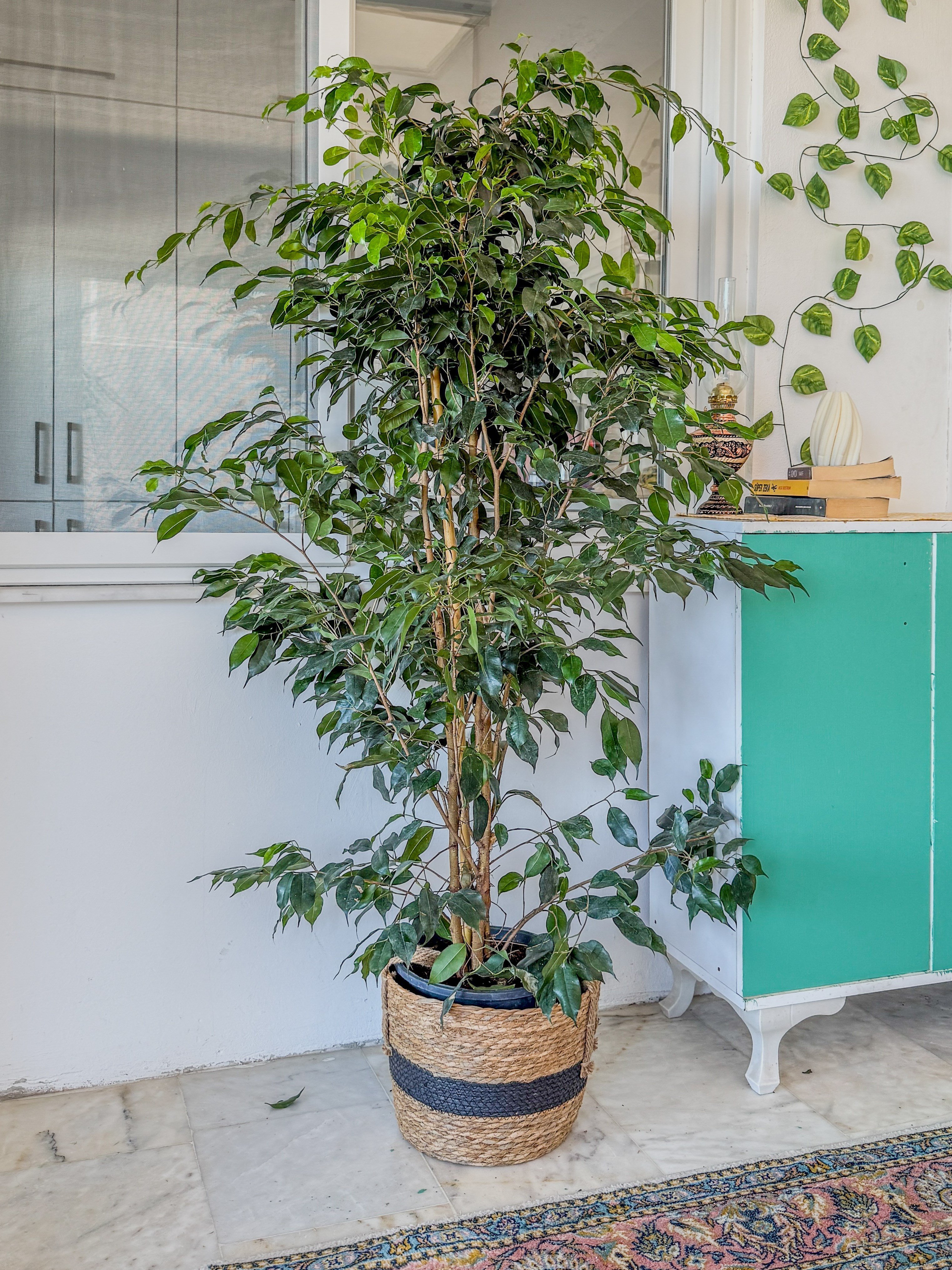 Ficus Benjamina Danielle XL Dev Boy 160-180 cm – Evinizin Asil ve Gösterişli Ağacı 🌳