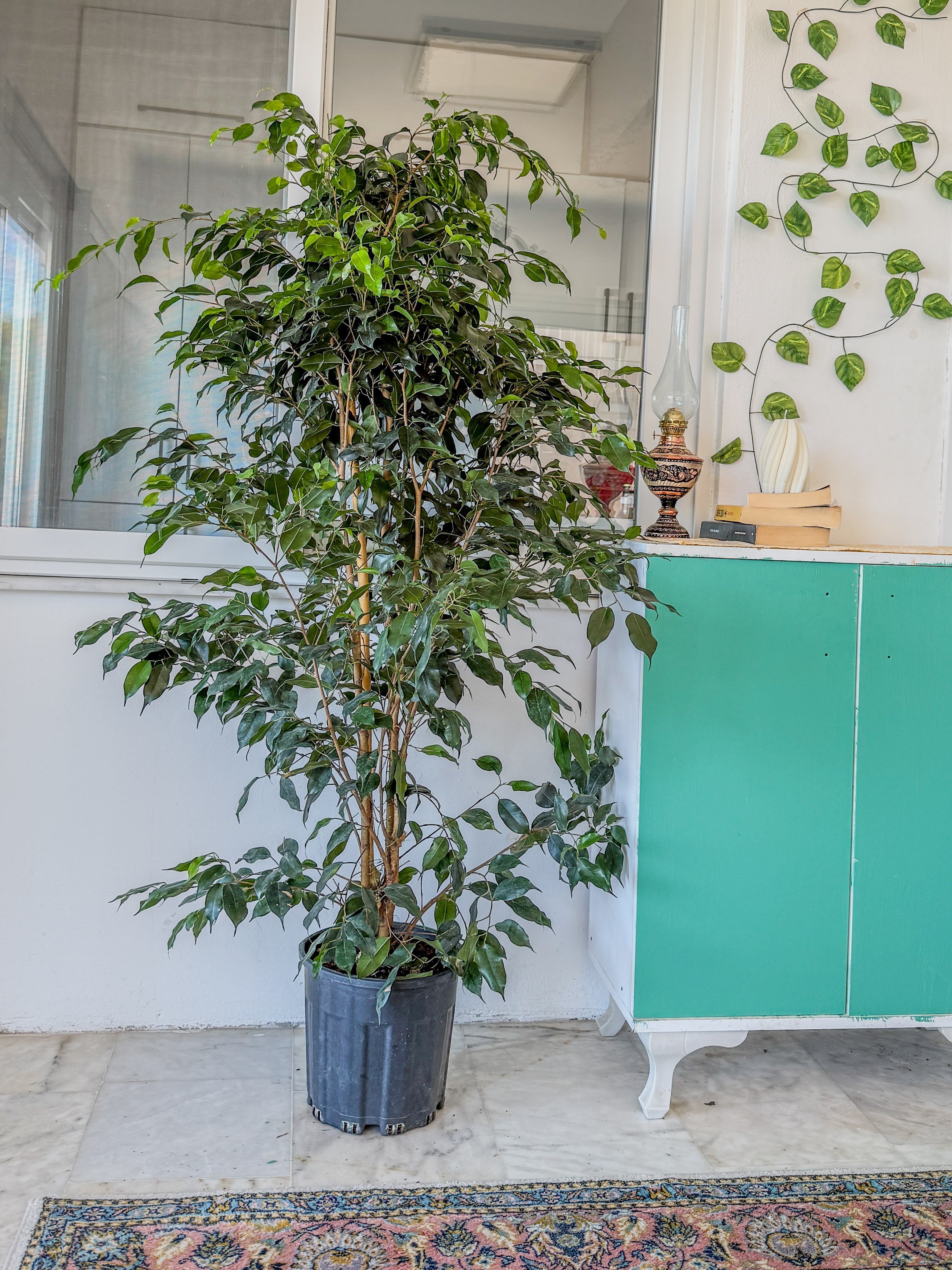 Ficus Benjamina Danielle XL Dev Boy 160-180 cm – Evinizin Asil ve Gösterişli Ağacı 🌳