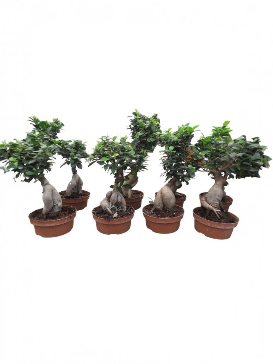 Ficus Ginseng 500 Gr Bonsai 40 - 50 cm