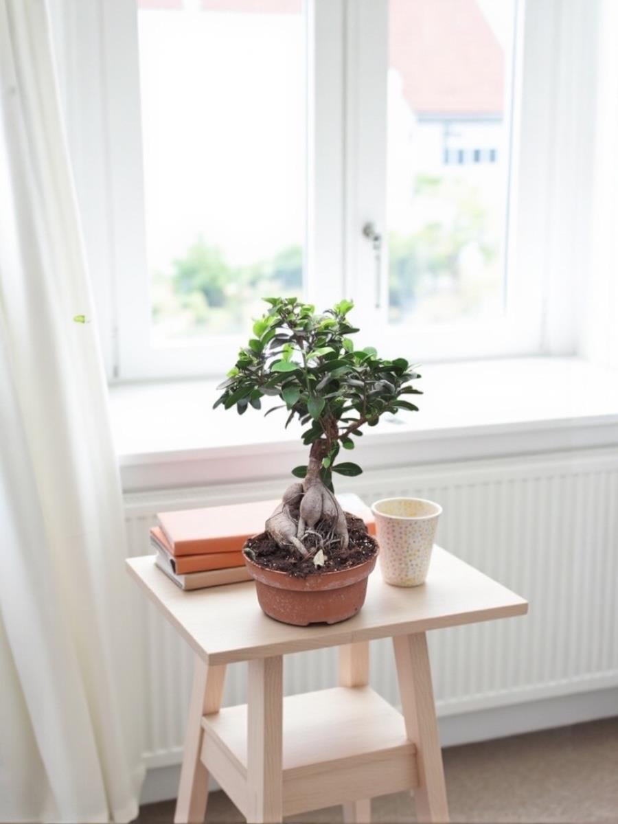 Ficus Ginseng 500 Gr Bonsai 40 - 50 cm