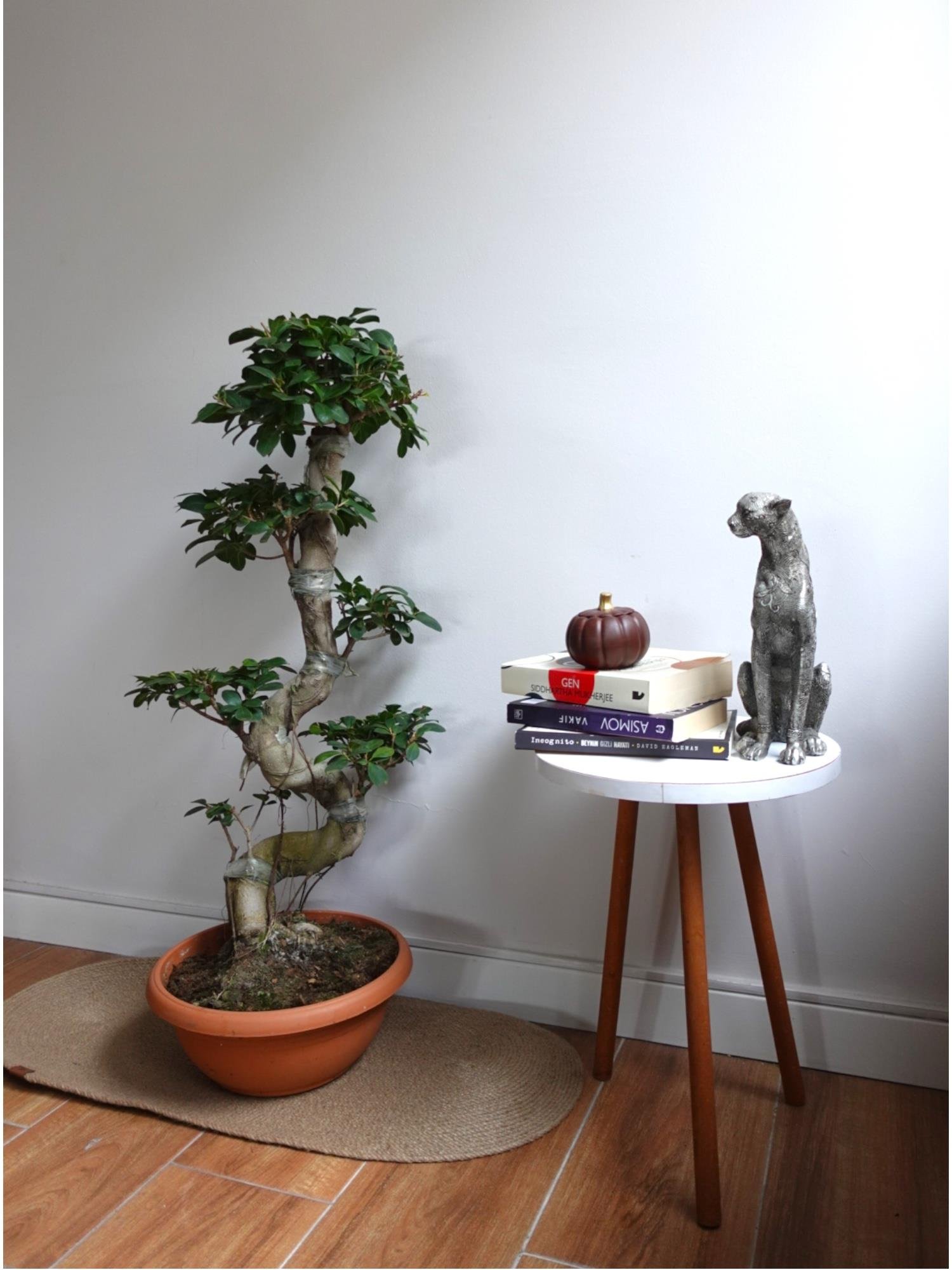 Ficus Ginseng S Gövde Bonsai 80-100 cm