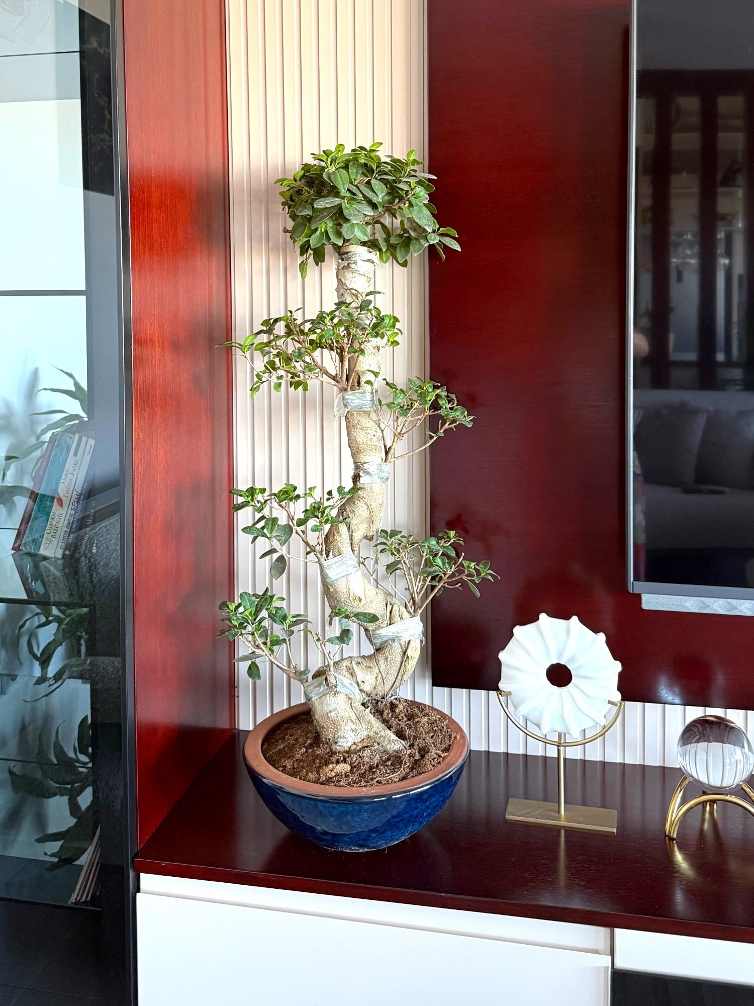 Ficus Ginseng S Gövde Bonsai 80-100 cm