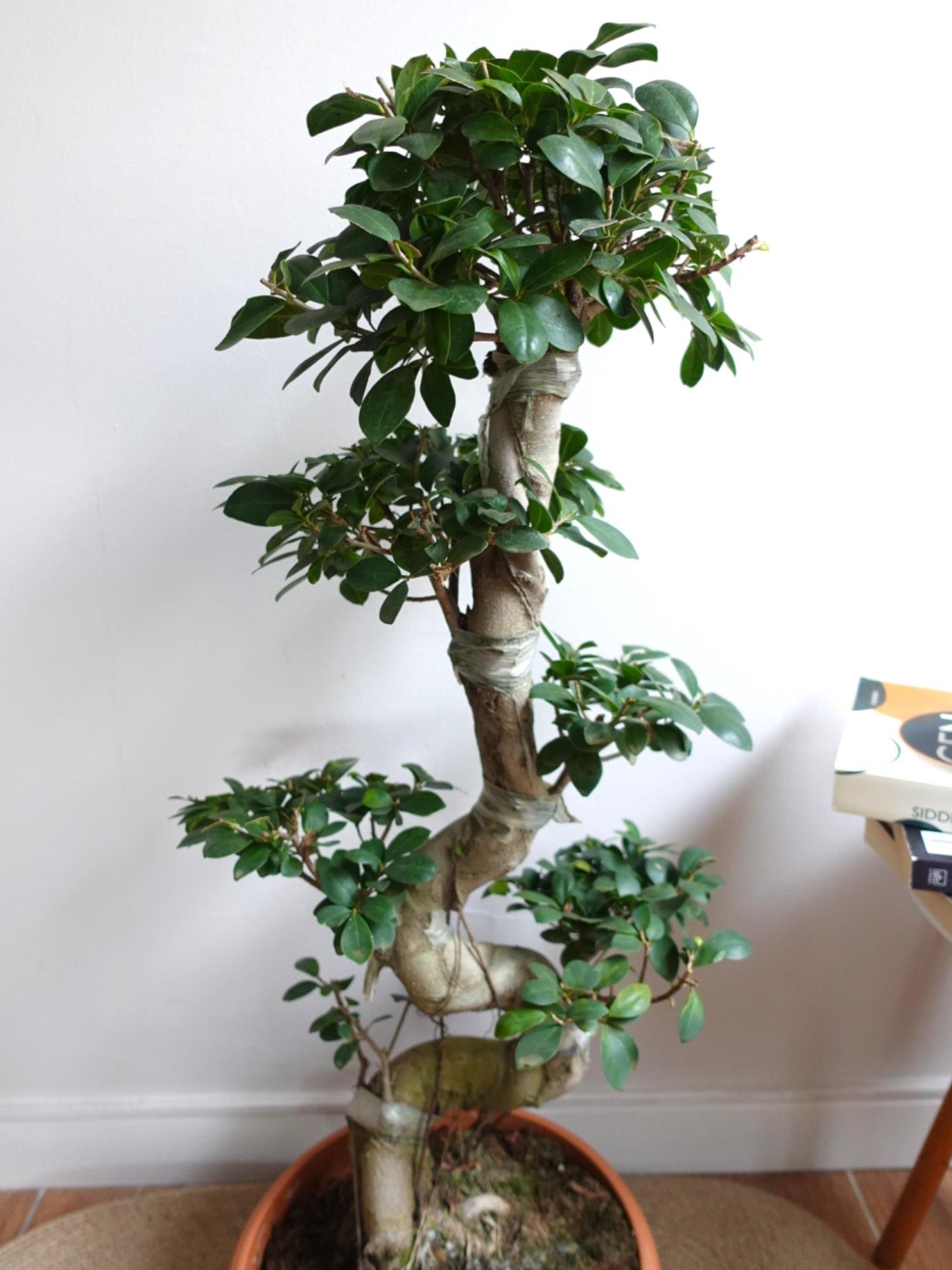 Ficus Ginseng S Gövde Bonsai 80-100 cm