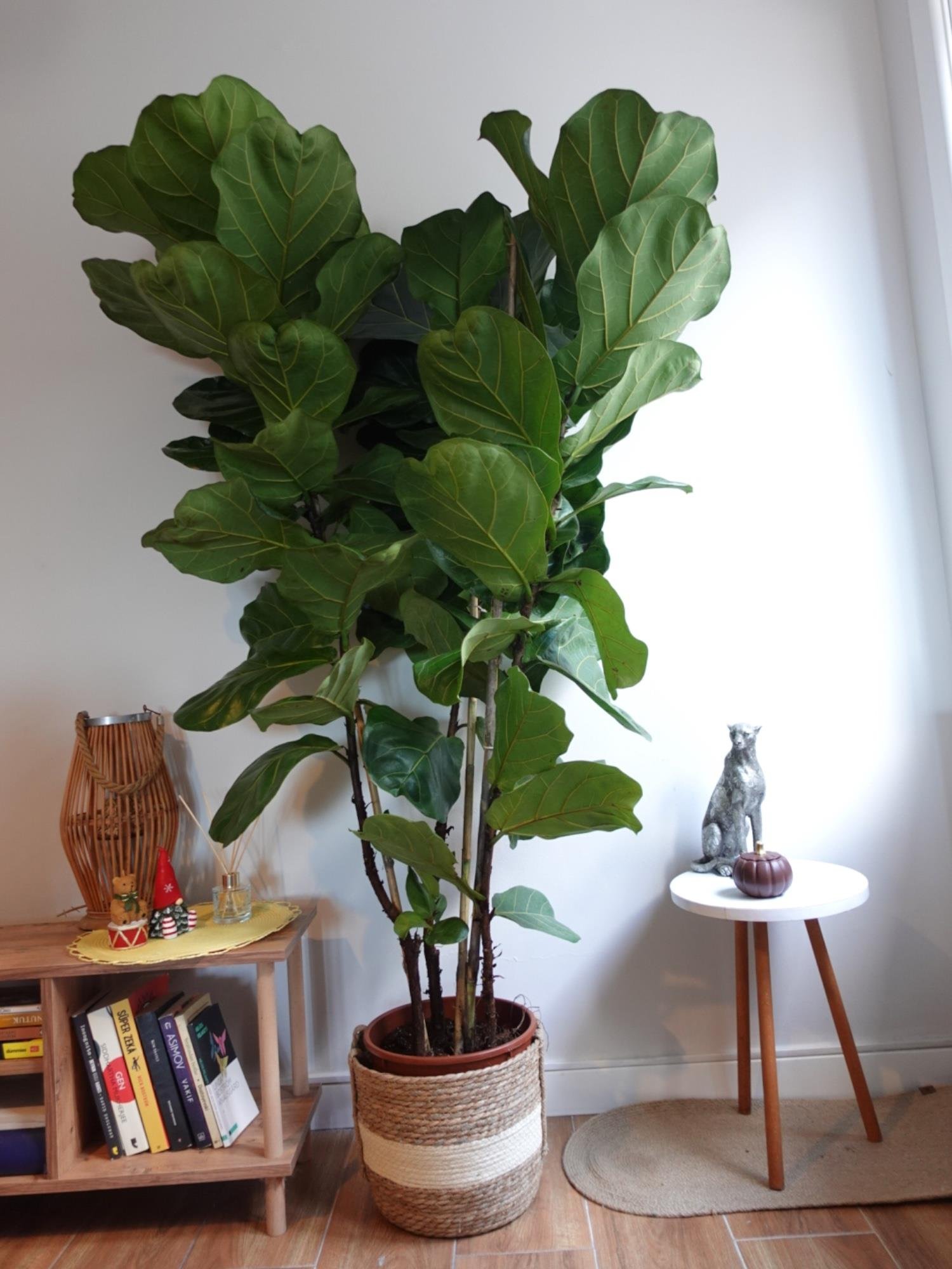 Ficus Lyrata 3 Gövdeli 180-190 Cm Keman Yapraklı Kauçuk 