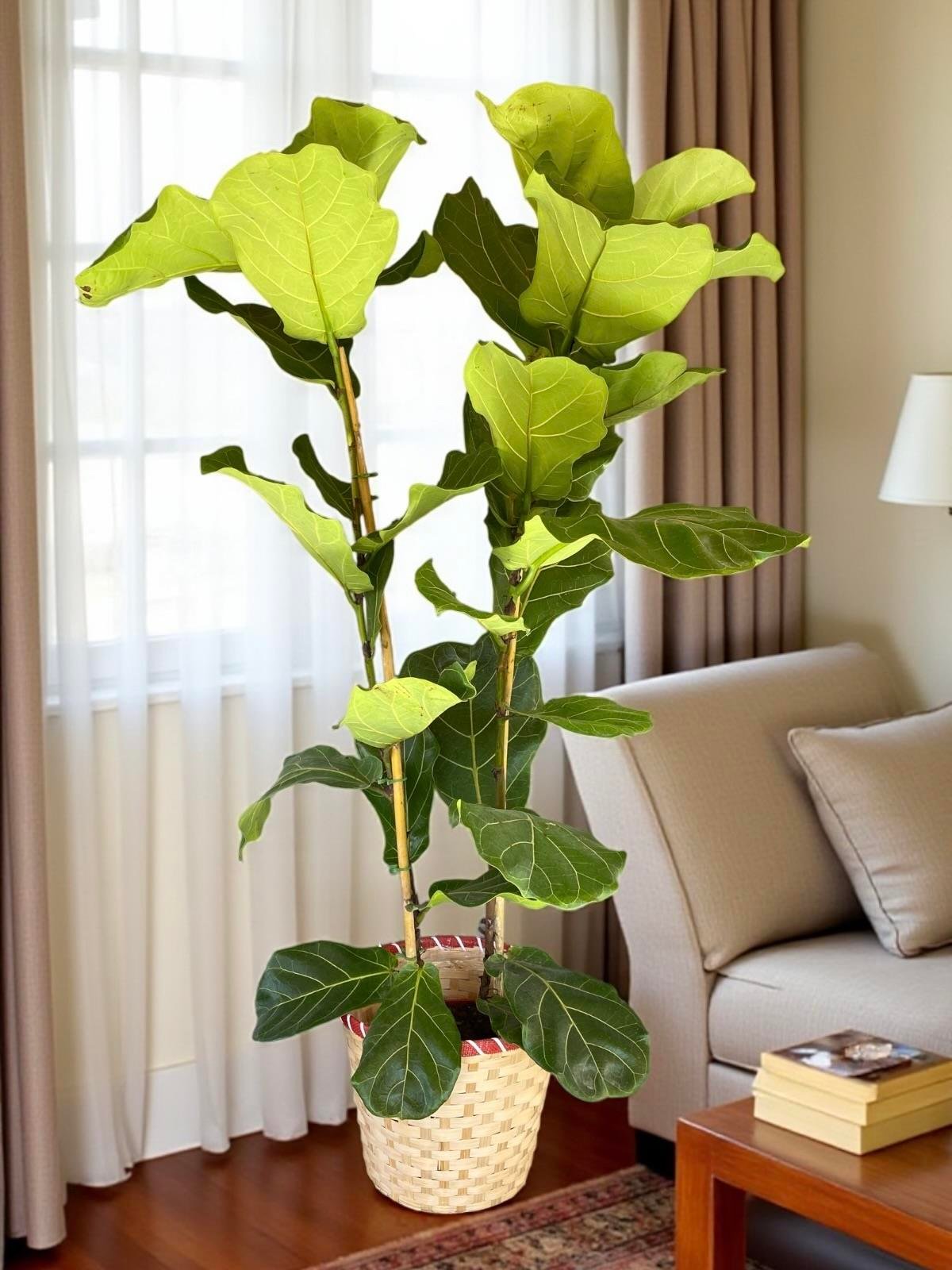 Ficus Lyrata - Keman Yapraklı Kauçuk 2 Gövdeli 140 - 150 Cm