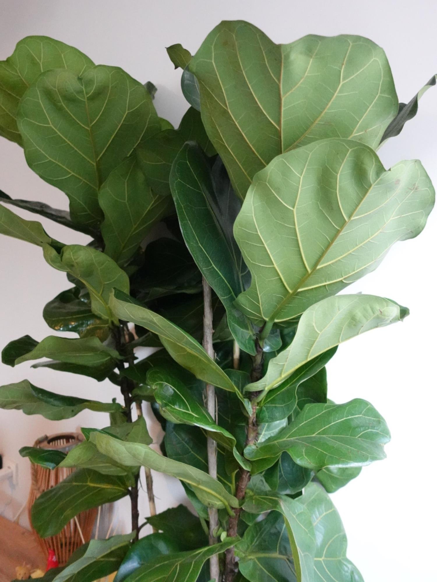 Ficus Lyrata - Keman Yapraklı Kauçuk 3 Gövdeli 180-190 Cm