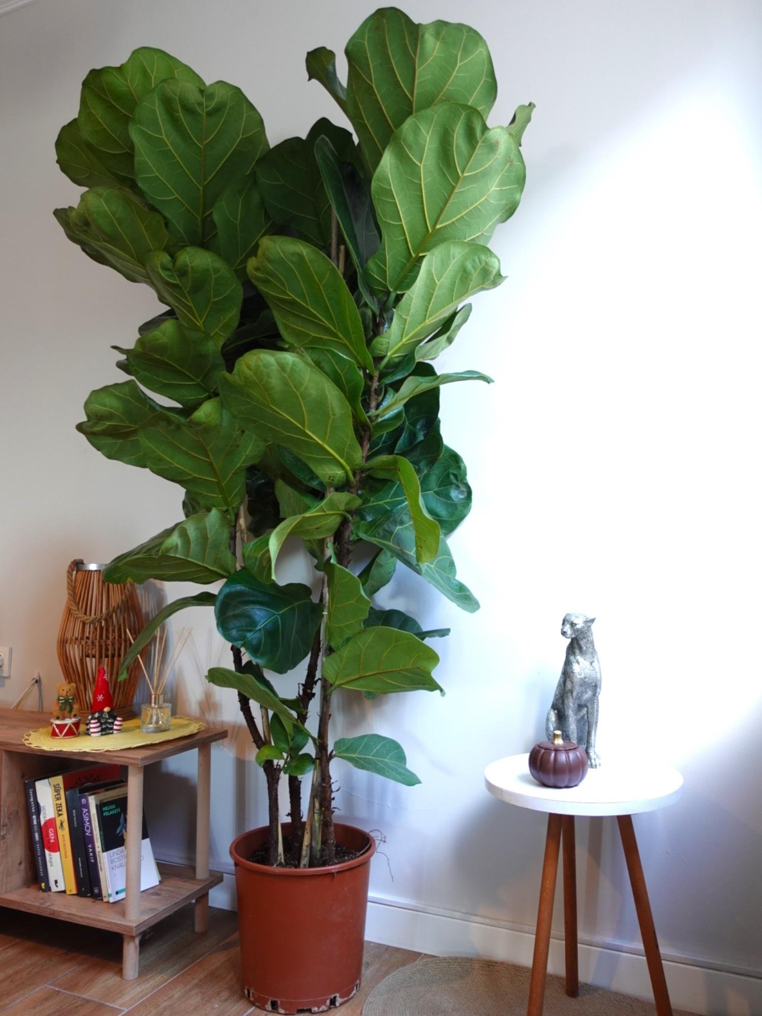 Ficus Lyrata - Keman Yapraklı Kauçuk 3 Gövdeli 180-190 Cm