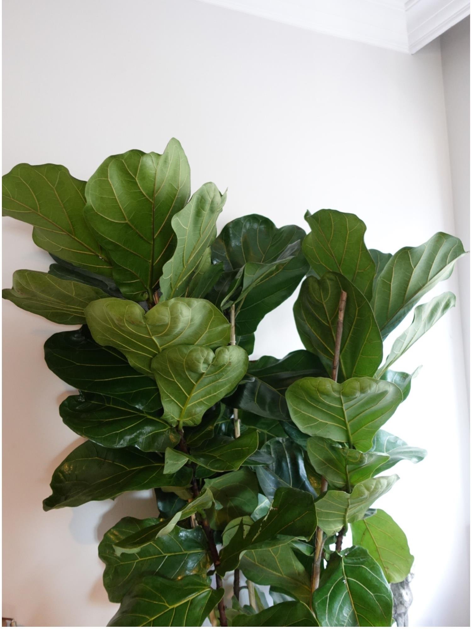 Ficus Lyrata - Keman Yapraklı Kauçuk 3 Gövdeli 180-190 Cm