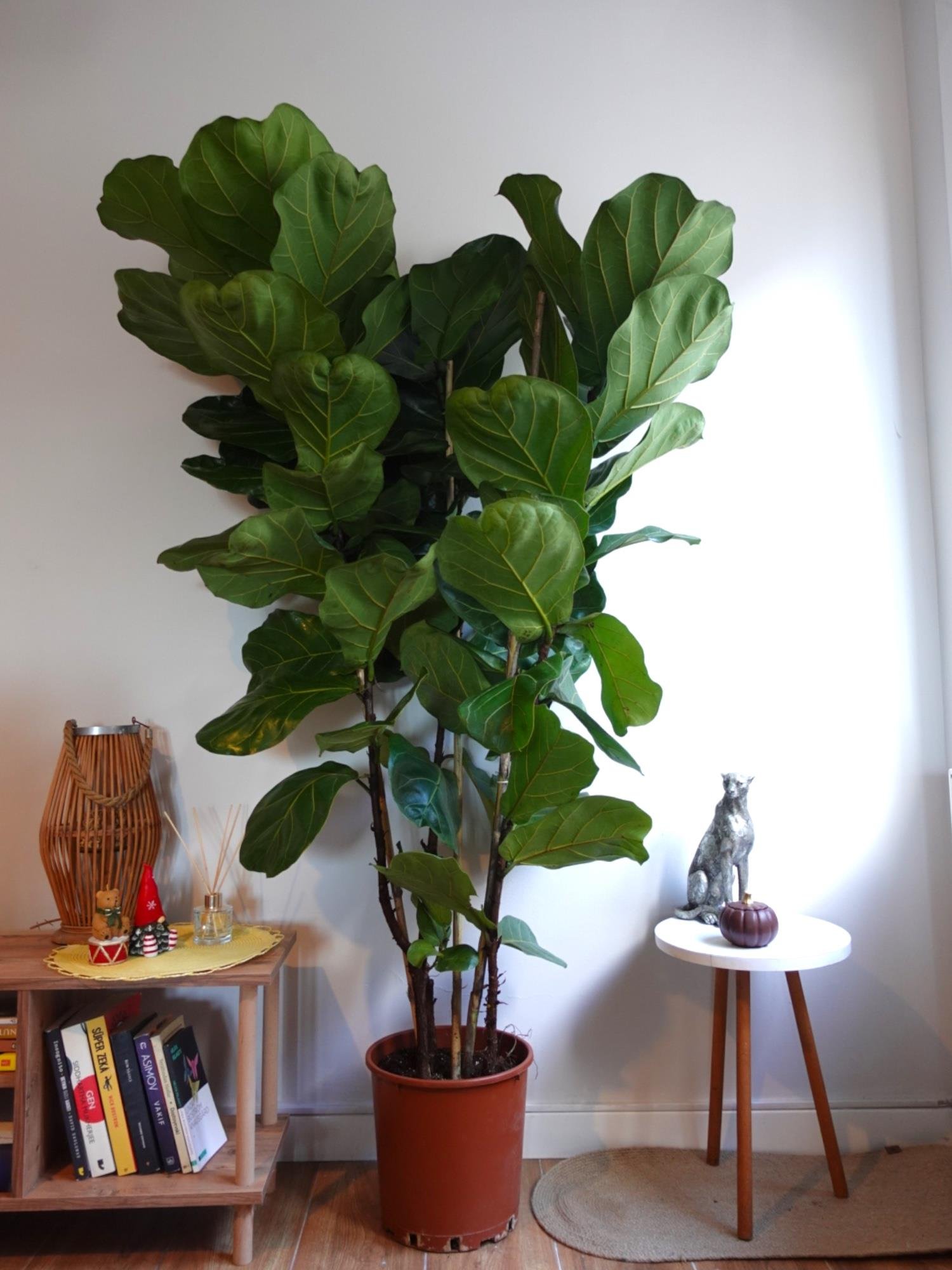 Ficus Lyrata - Keman Yapraklı Kauçuk 3 Gövdeli 180-190 Cm