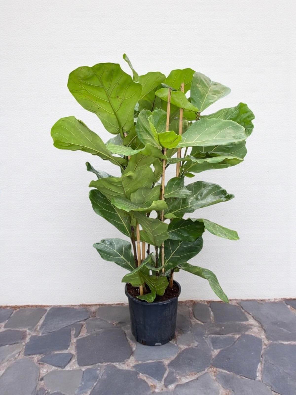 Ficus Lyrata - Keman Yapraklı Kauçuk 4 Gövdeli 130 - 150 cm