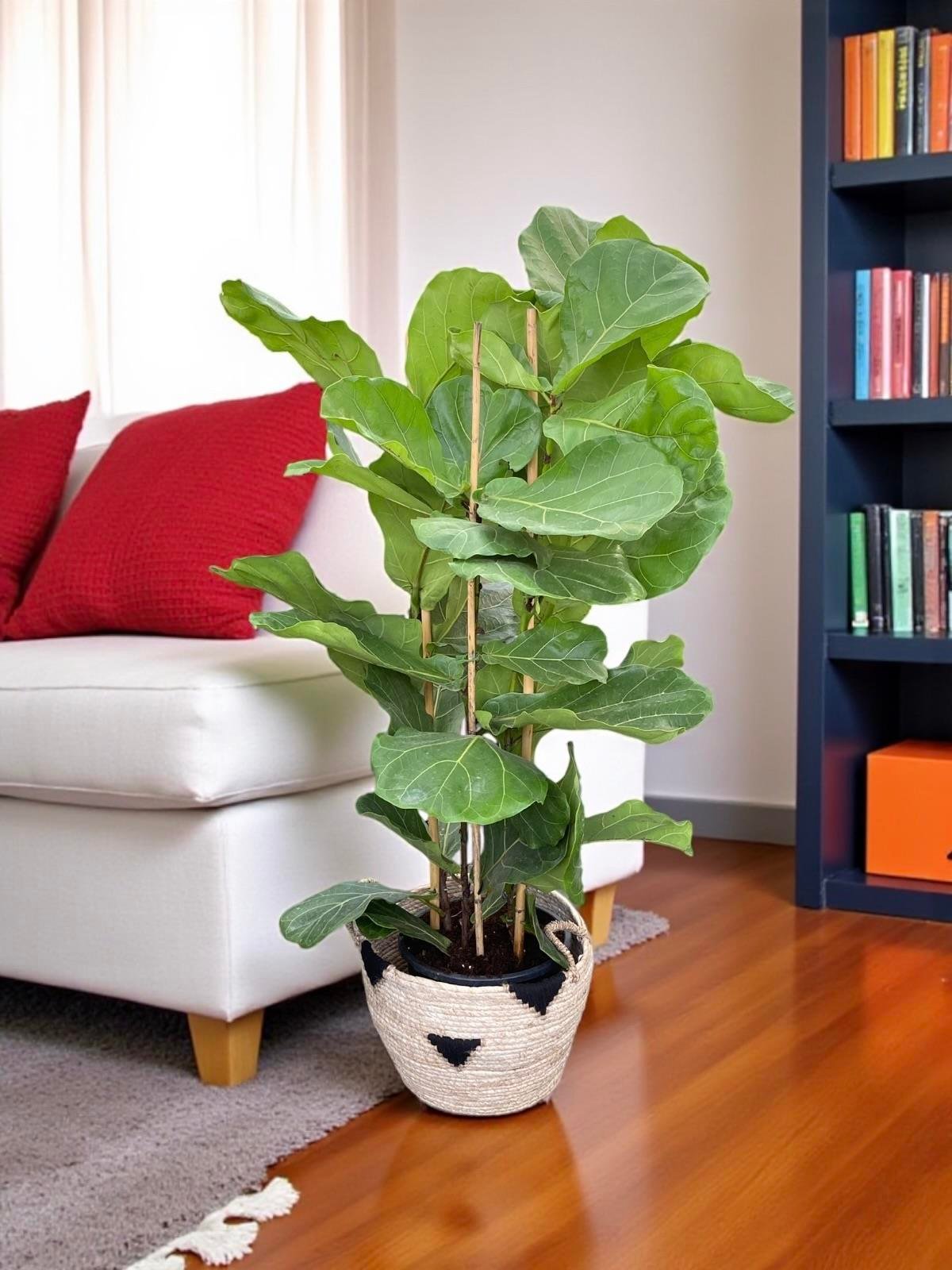 Ficus Lyrata - Keman Yapraklı Kauçuk 4 Gövdeli 130 - 150 cm