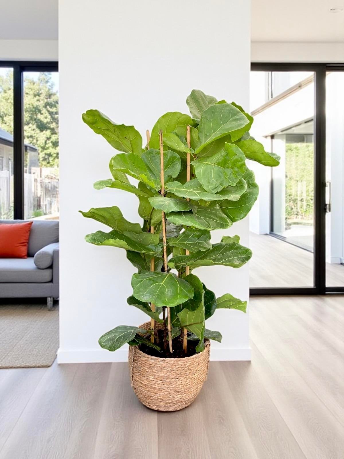 Ficus Lyrata - Keman Yapraklı Kauçuk 4 Gövdeli 130 - 150 cm