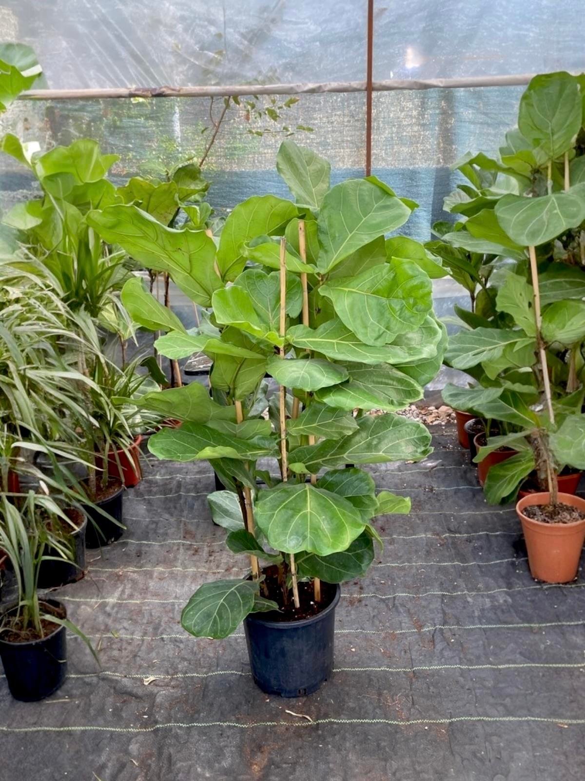 Ficus Lyrata - Keman Yapraklı Kauçuk 4 Gövdeli 130 - 150 cm