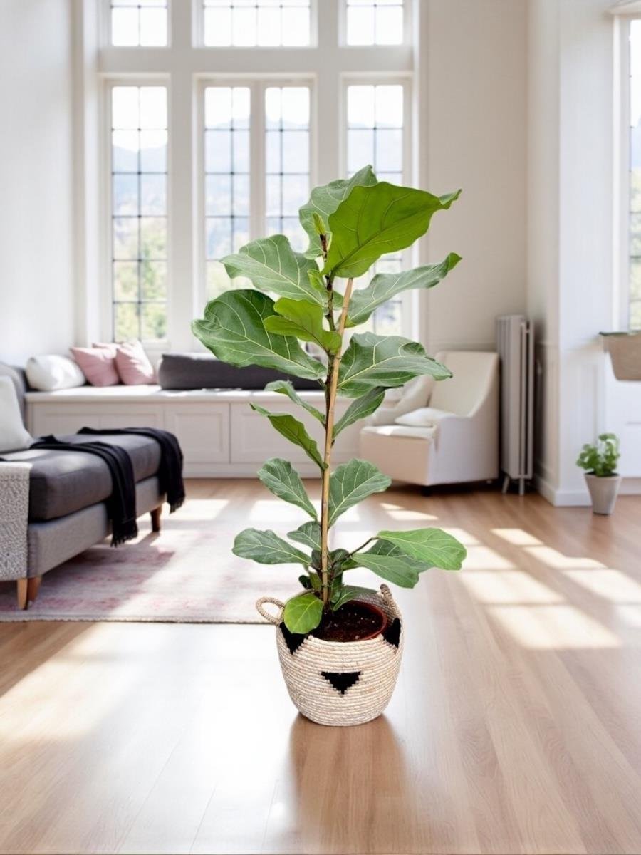 Ficus Lyrata - Keman Yapraklı Kauçuk Tek Gövdeli