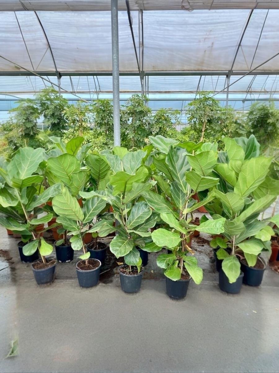 Ficus Lyrata - Keman Yapraklı Kauçuk Tek Gövdeli