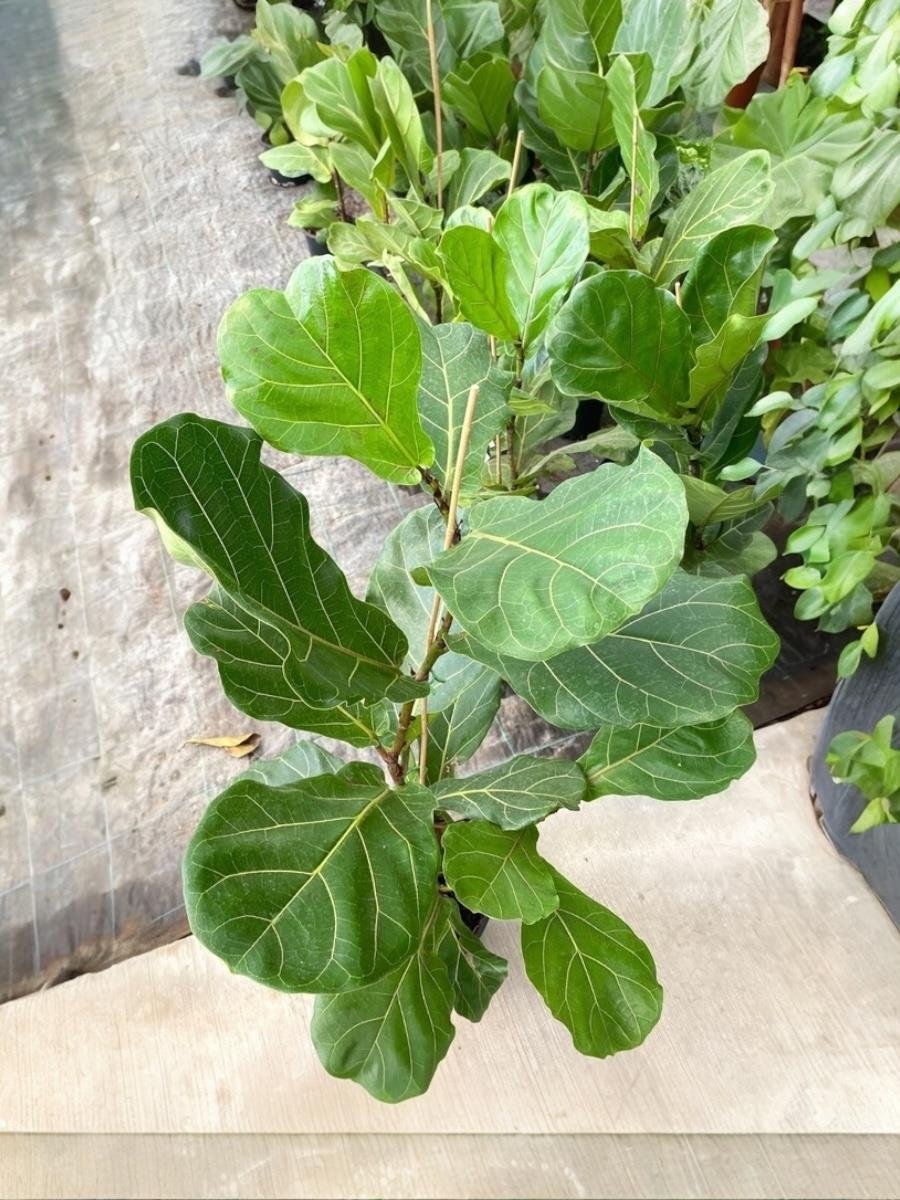 Ficus Lyrata - Keman Yapraklı Kauçuk Tek Gövdeli