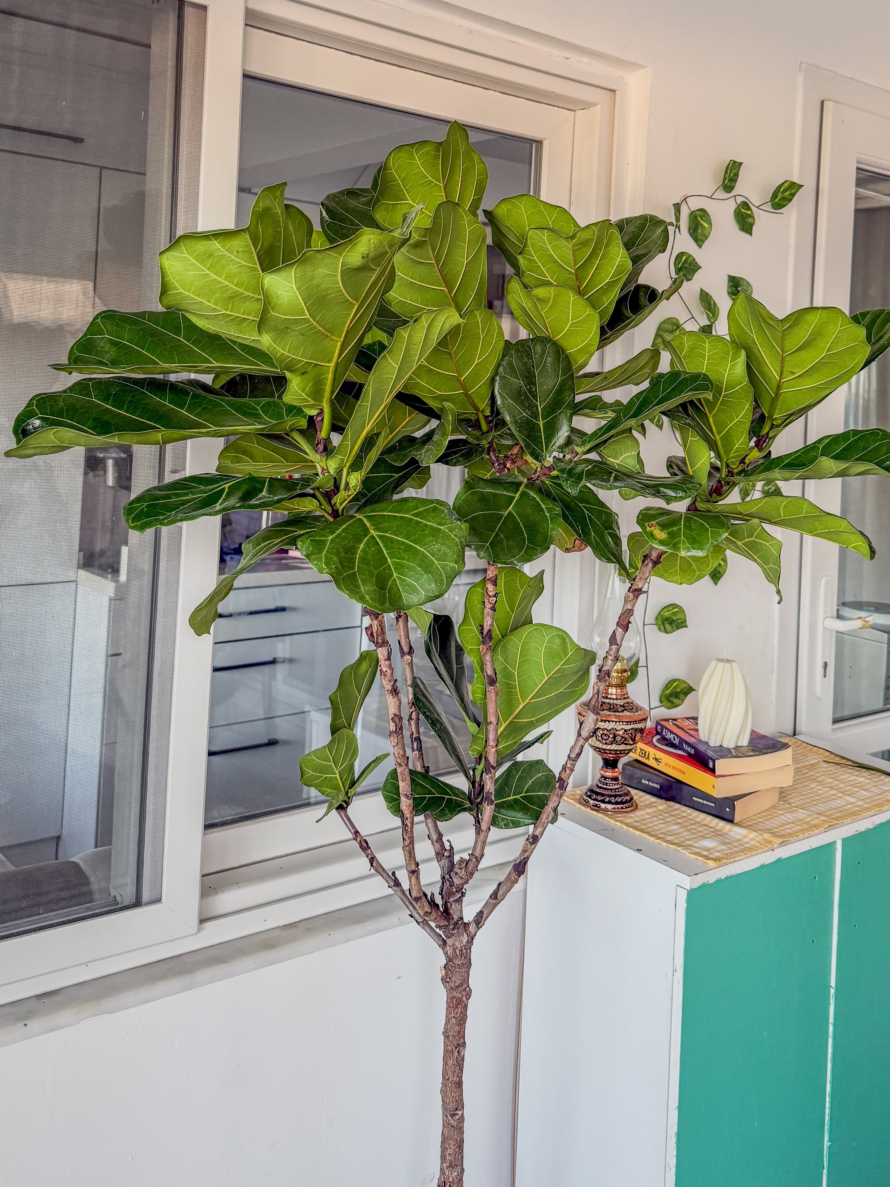 Ficus Lyrata XL 180-200 cm Kalın Gövdeli Anaç – Dev Boy Gösterişli Salon Ağacı 🌿