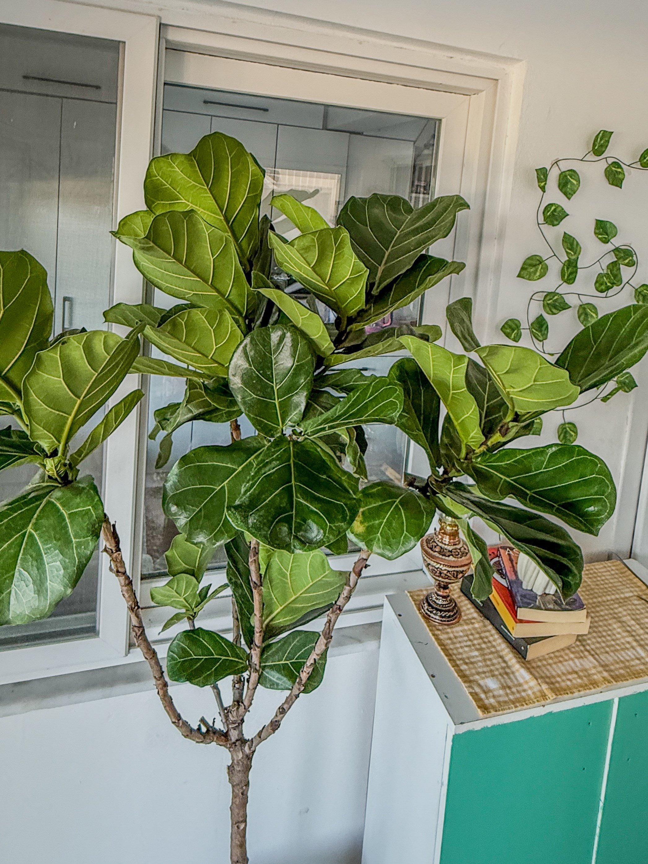 Ficus Lyrata XL 180-200 cm Kalın Gövdeli Anaç – Dev Boy Gösterişli Salon Ağacı 🌿